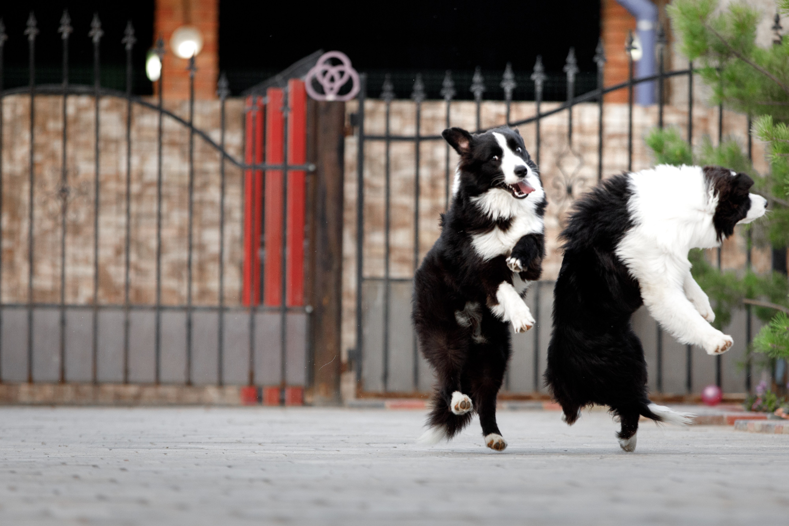 Болтовня в саду. О нас