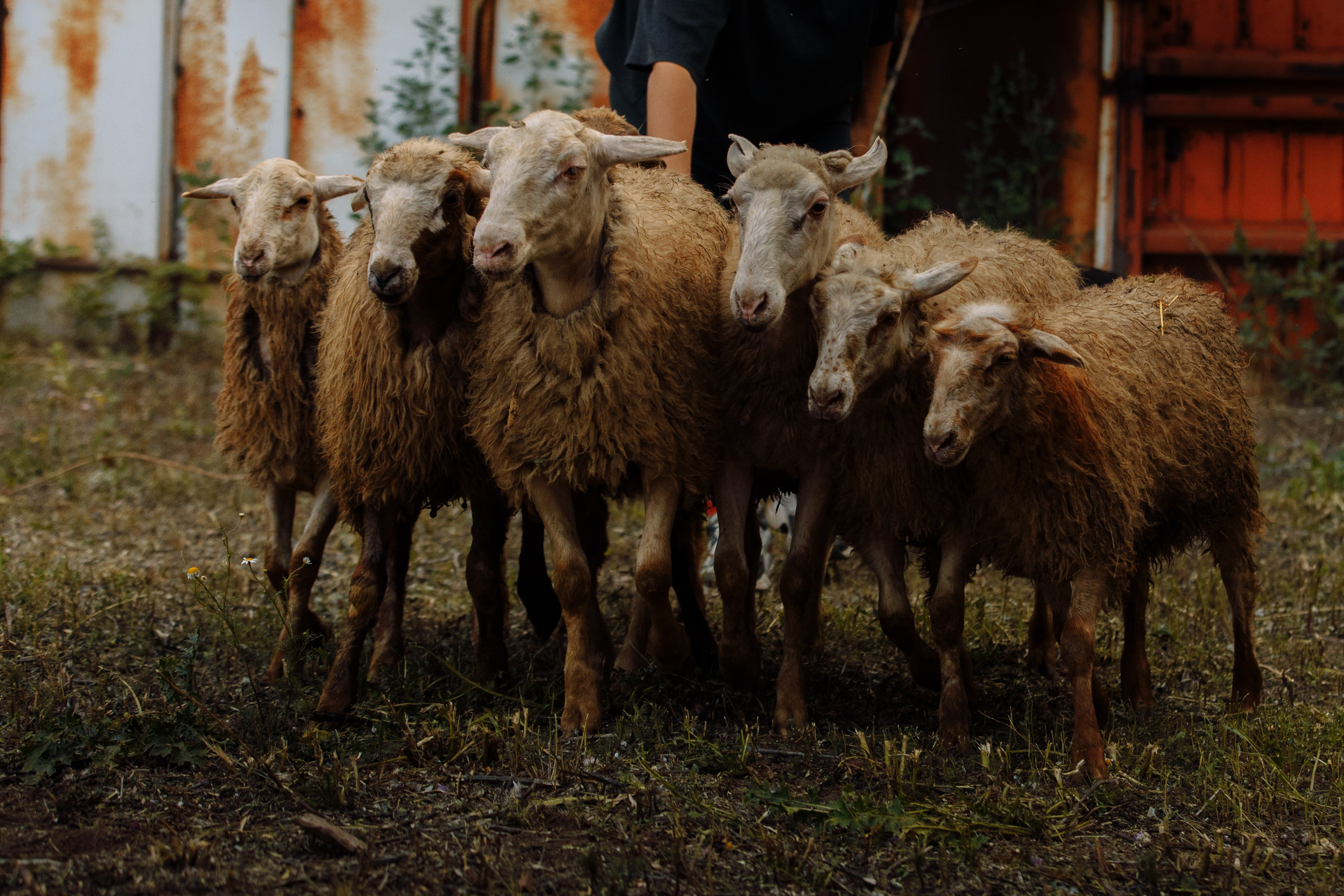 Овечий день. О нас