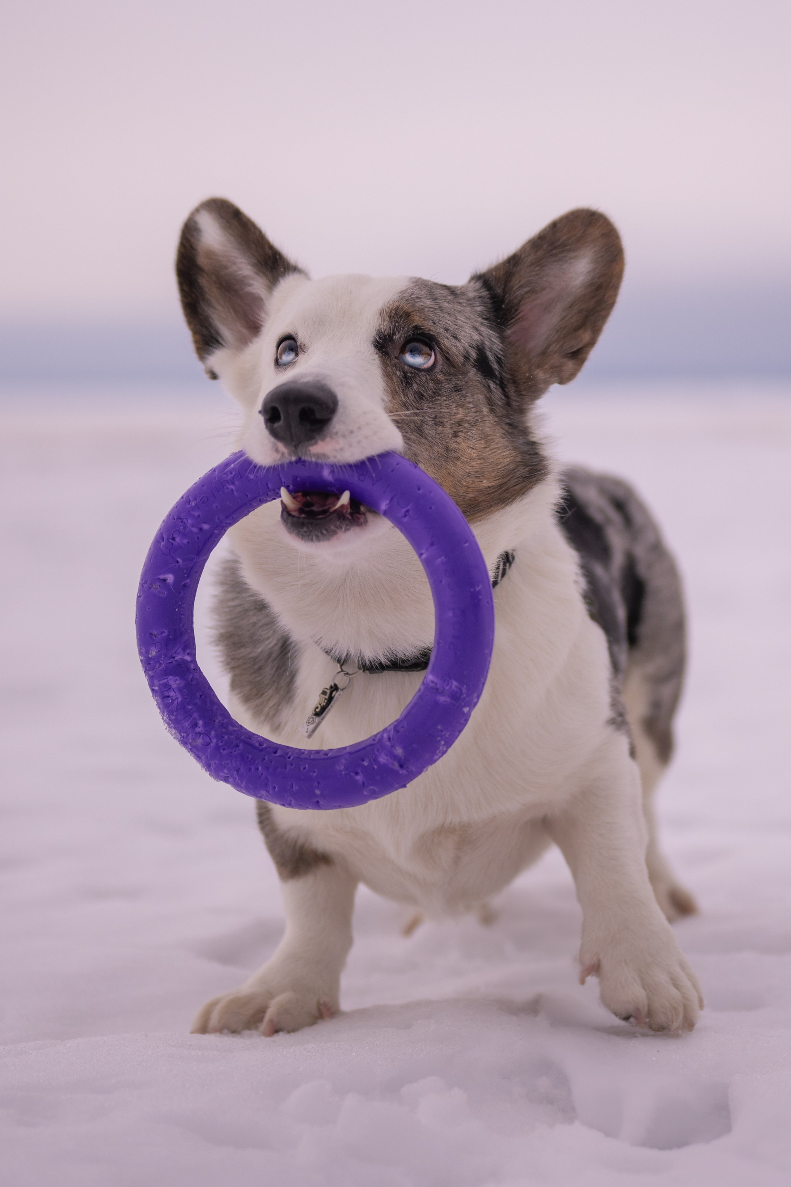 Портреты питомцев. Фотограф в Санкт-Петербурге Александра Ладыгина