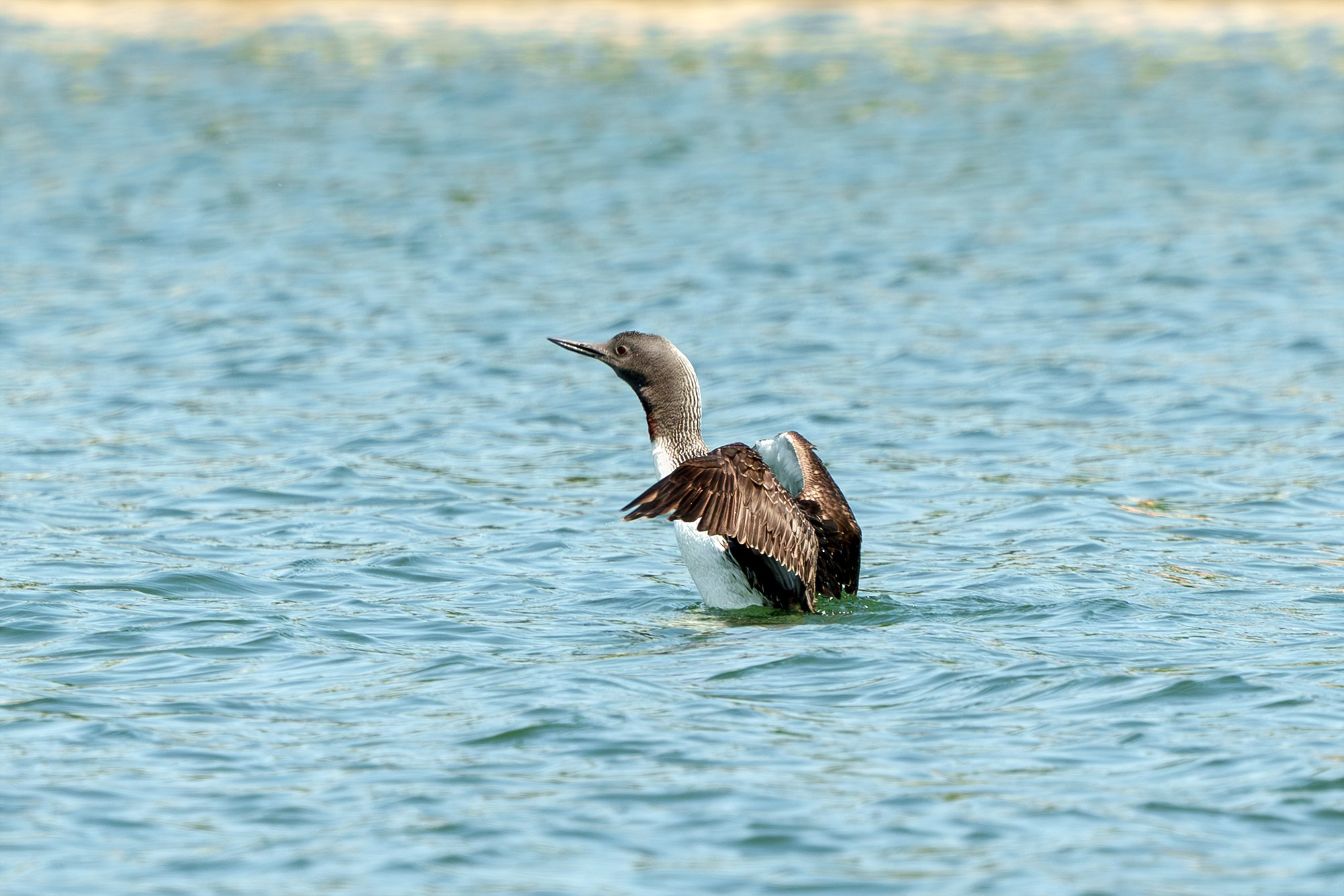 Удивительные мир птиц. Вокруг нас столько прекрасного — присмотритесь!. Ваш личный фотограф Марина Волкова
