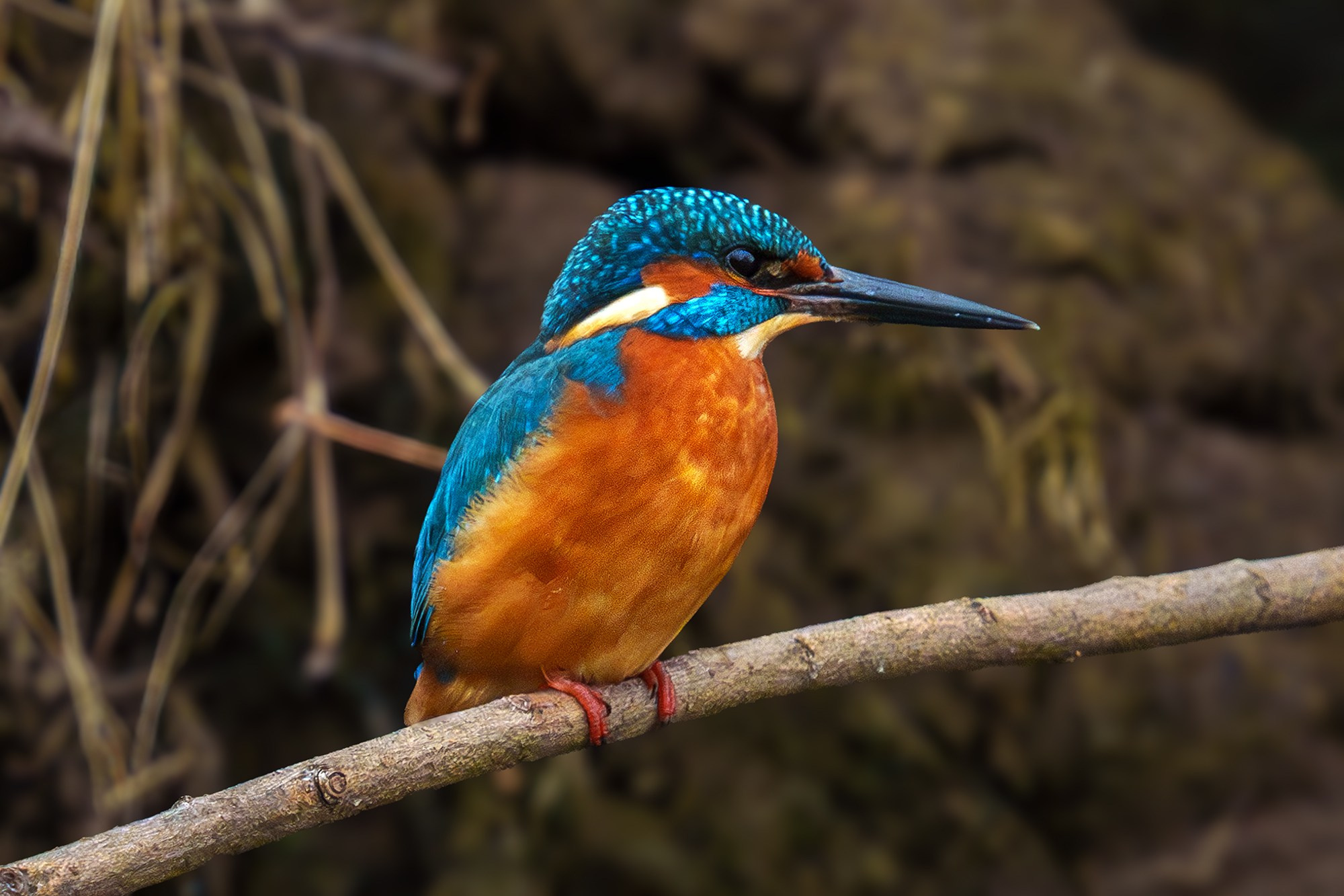 Удивительные мир птиц. Вокруг нас столько прекрасного — присмотритесь!. Ваш личный фотограф Марина Волкова