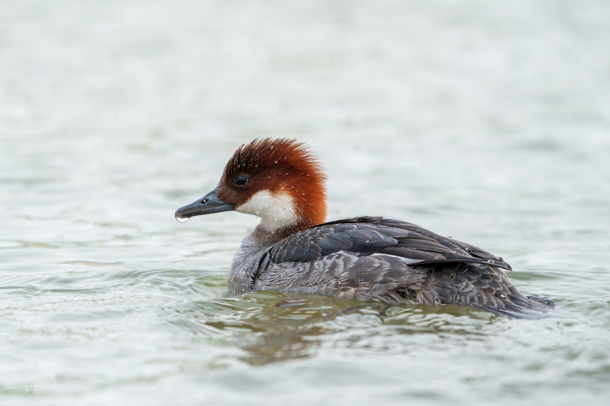 Удивительные мир птиц. Вокруг нас столько прекрасного — присмотритесь!. Ваш личный фотограф Марина Волкова