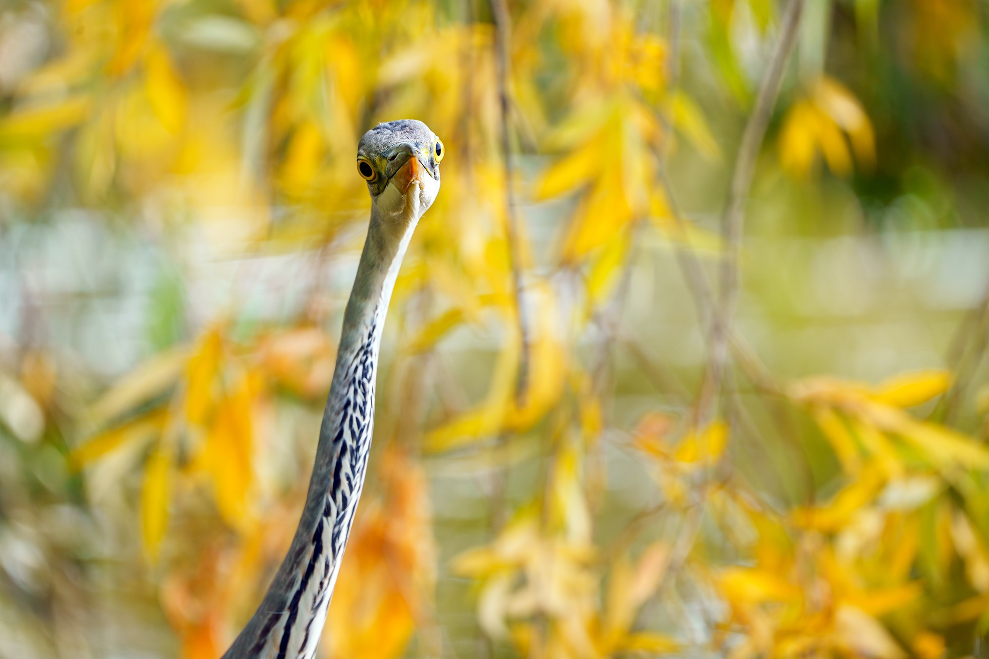 Удивительные мир птиц. Вокруг нас столько прекрасного — присмотритесь!. Ваш личный фотограф Марина Волкова