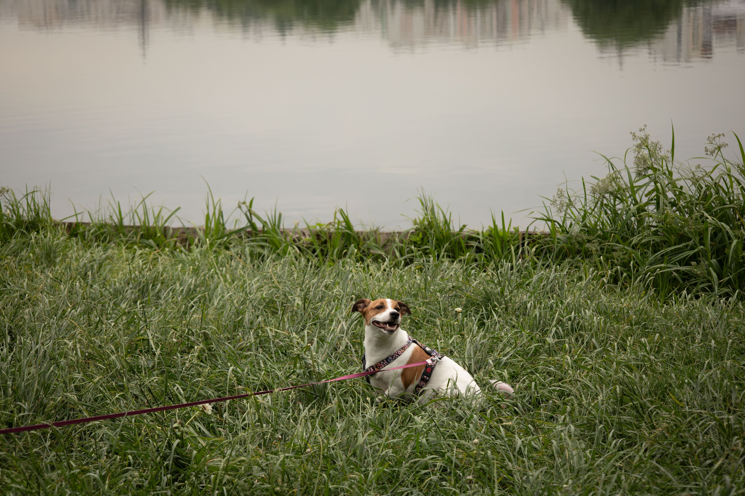 Моя маленькая спутница: Банни и Настя в Южнобутовском парке. Фотограф-анималист в Москве Екатерина Тихонова