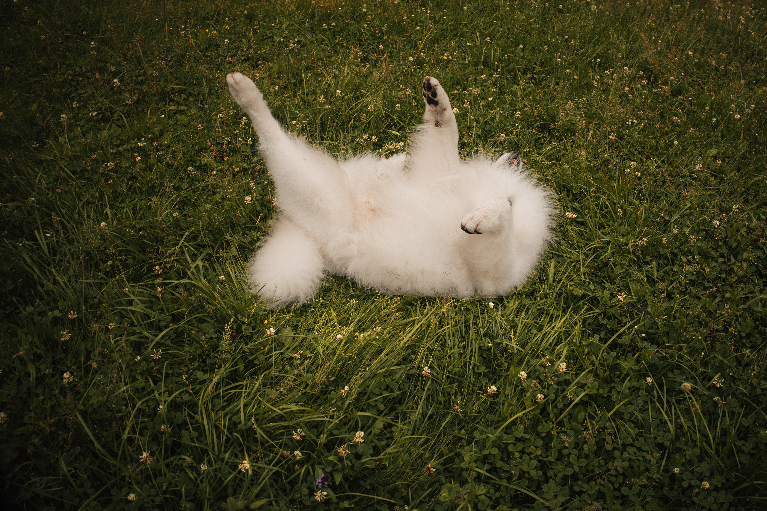 Прогулочная фотосессия девушки в парке с собакой самоедом. Фотограф-анималист в Москве Екатерина Тихонова