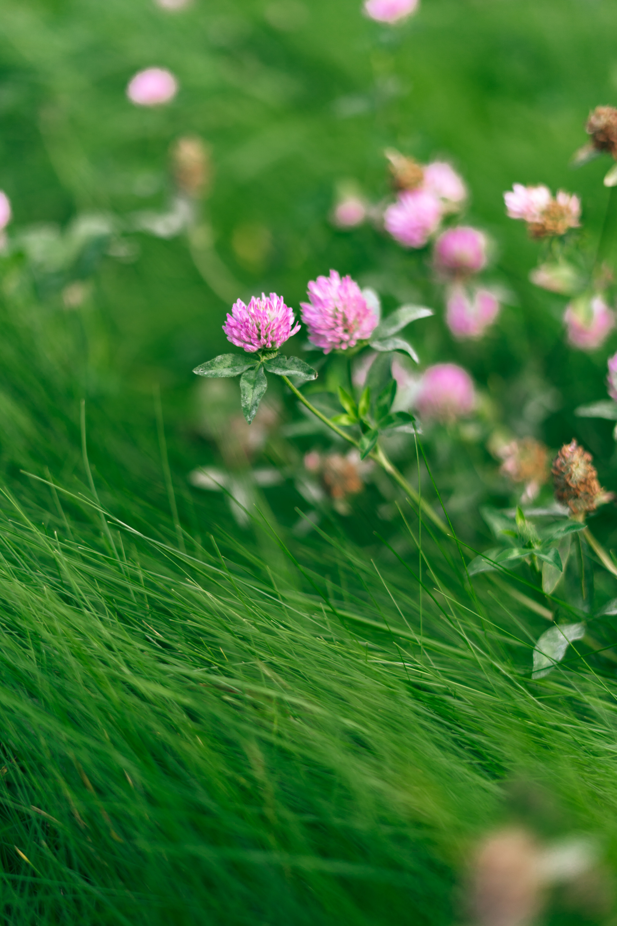 Семейная фотосессия детей с родителями в СПб на улице. Семейный и свадебный фотограф в Санкт-Петербурге Соколов| портреты, репортаж, коммерческая съемка