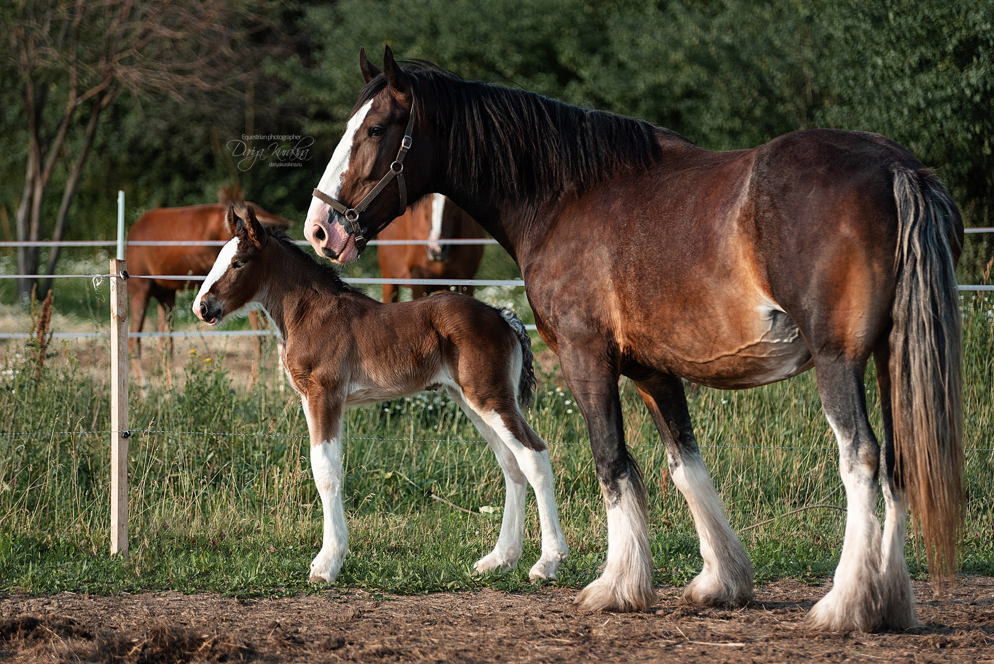 Рапунцель и Квини. Конный фотограф Куракина Дарья • Фотосессии с лошадьми