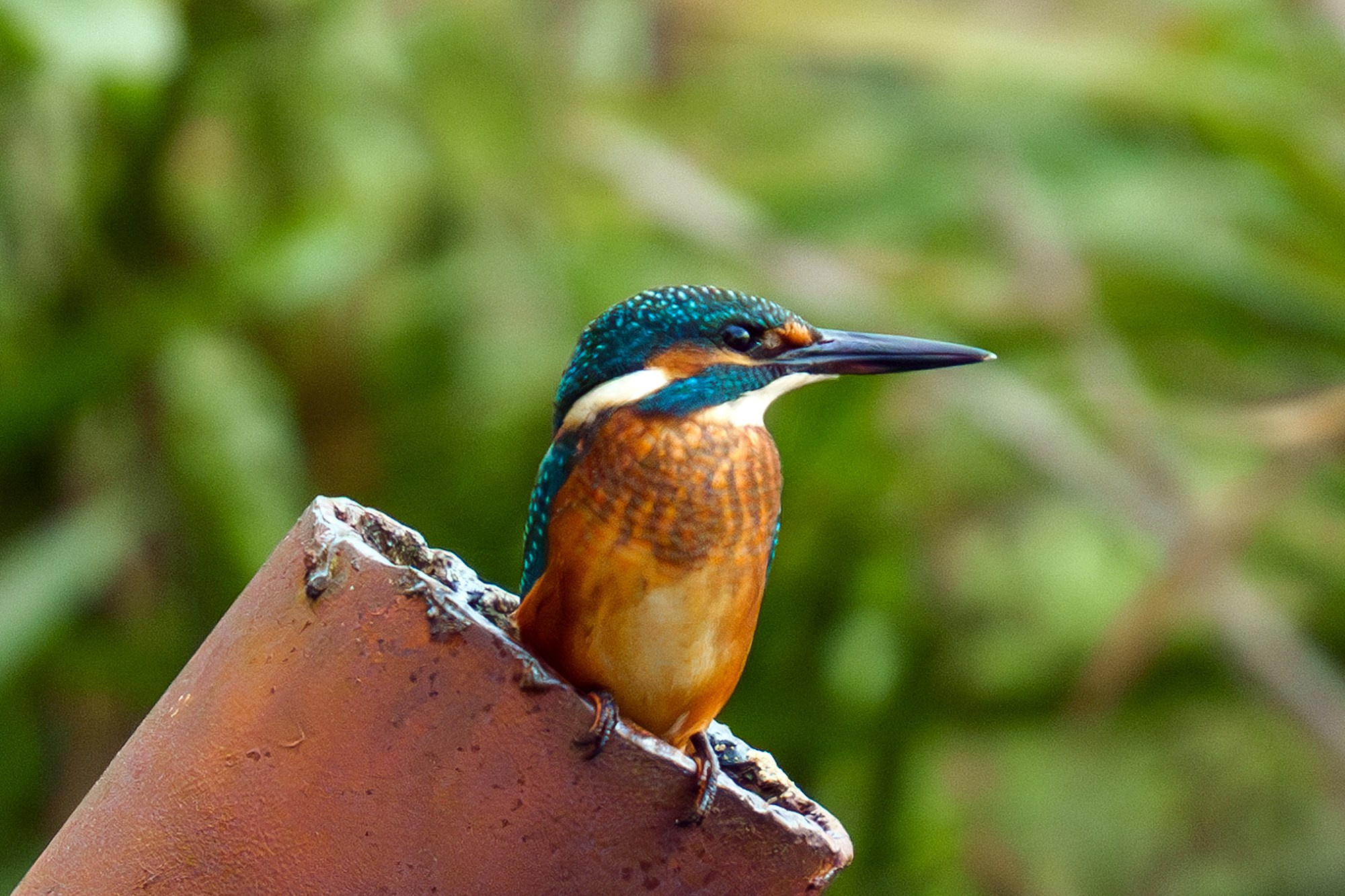 Удивительные мир птиц. Вокруг нас столько прекрасного — присмотритесь!. Ваш личный фотограф Марина Волкова