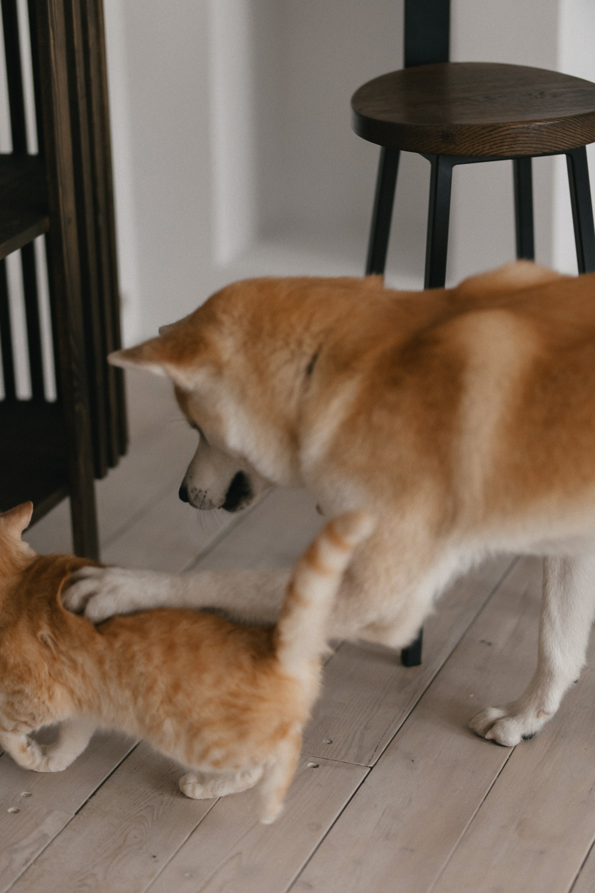 «ЖДЕМ СВОЕГО ЛУЧШЕГО ДРУГА». Maria Startseva Photo