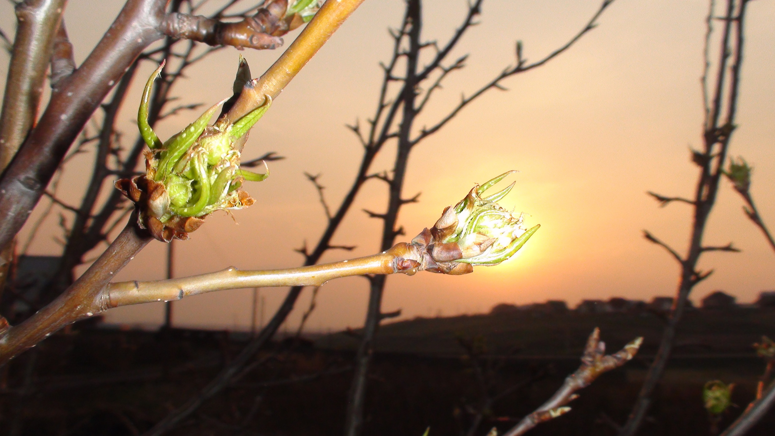 Дача 11.05.2009. Семейный, Свадебный фотограф СПБ Питер— Романова Екатерина