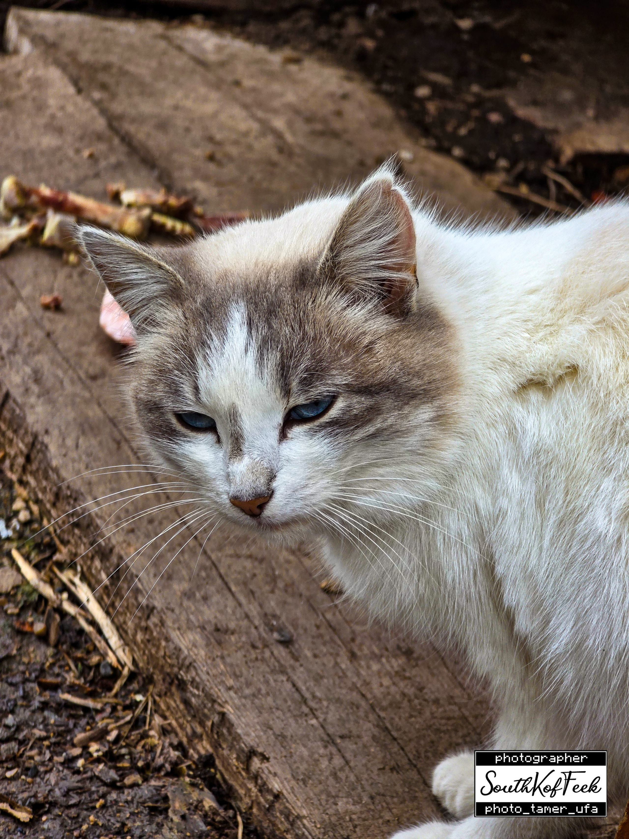 Фотосессии животных. Photo Tamer Ufa