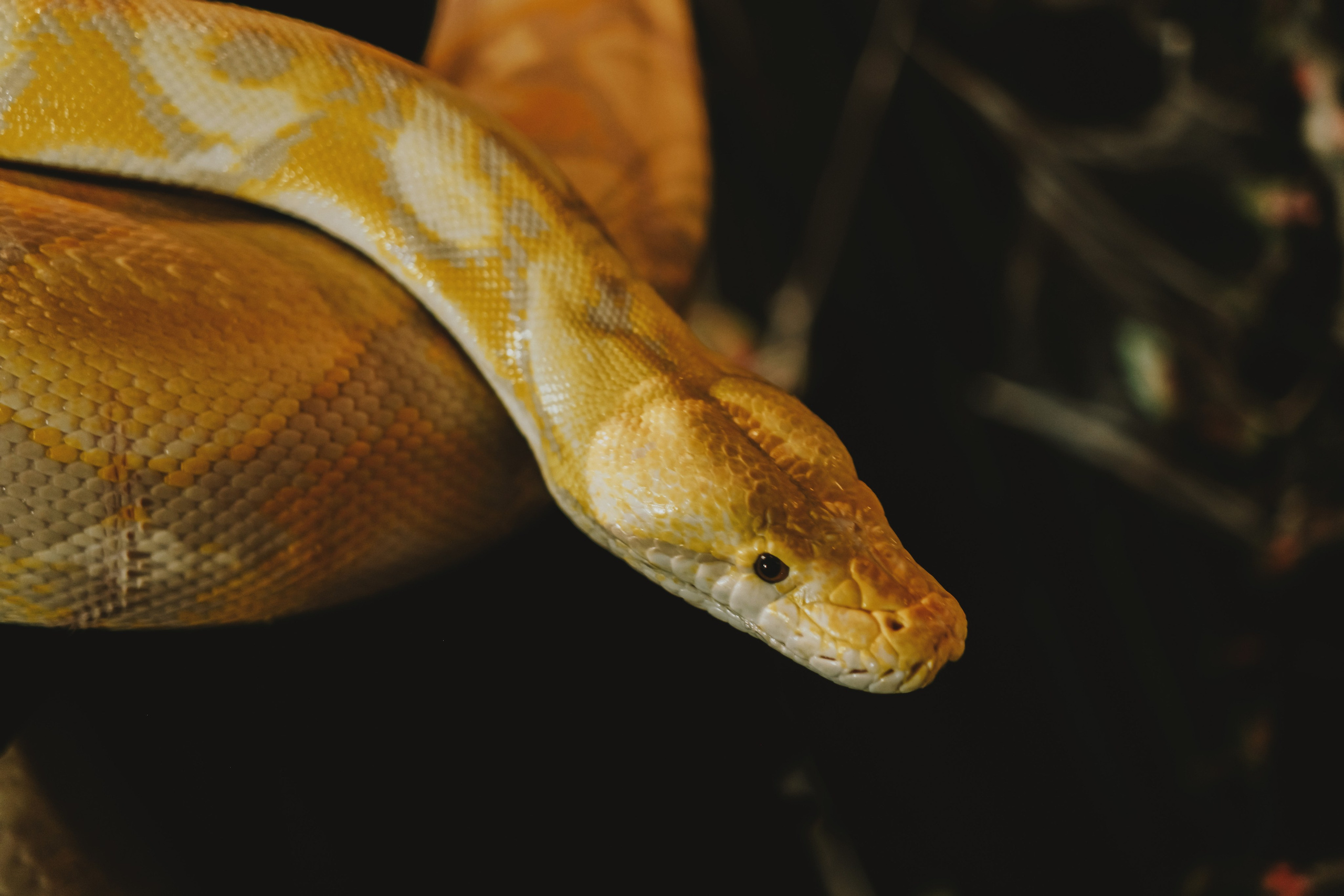 Дом Драконов. Nattie.ph