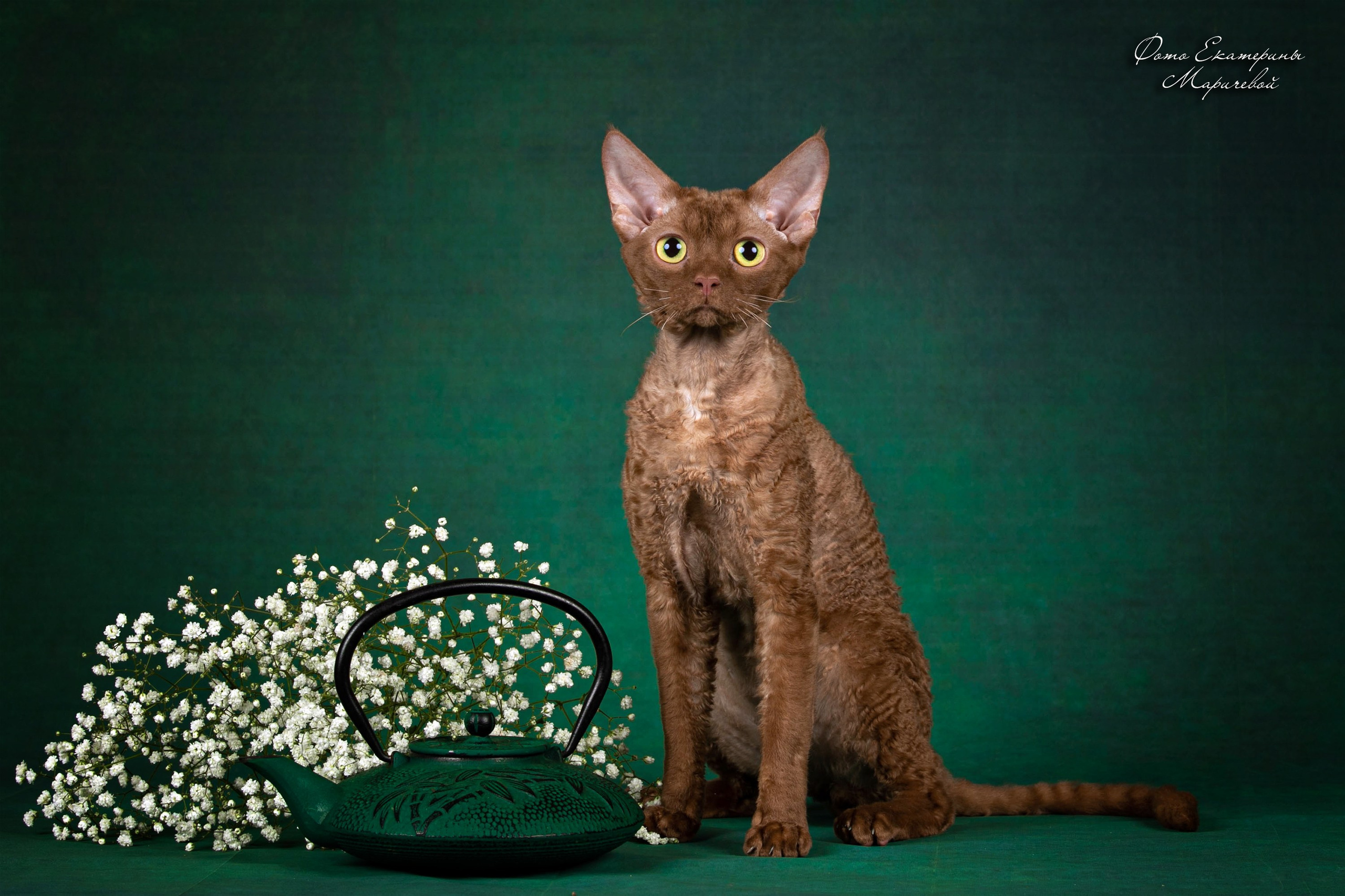 Стендовая съёмка на выставках кошек. Фотограф-анималист в Омске Екатерина Маричева
