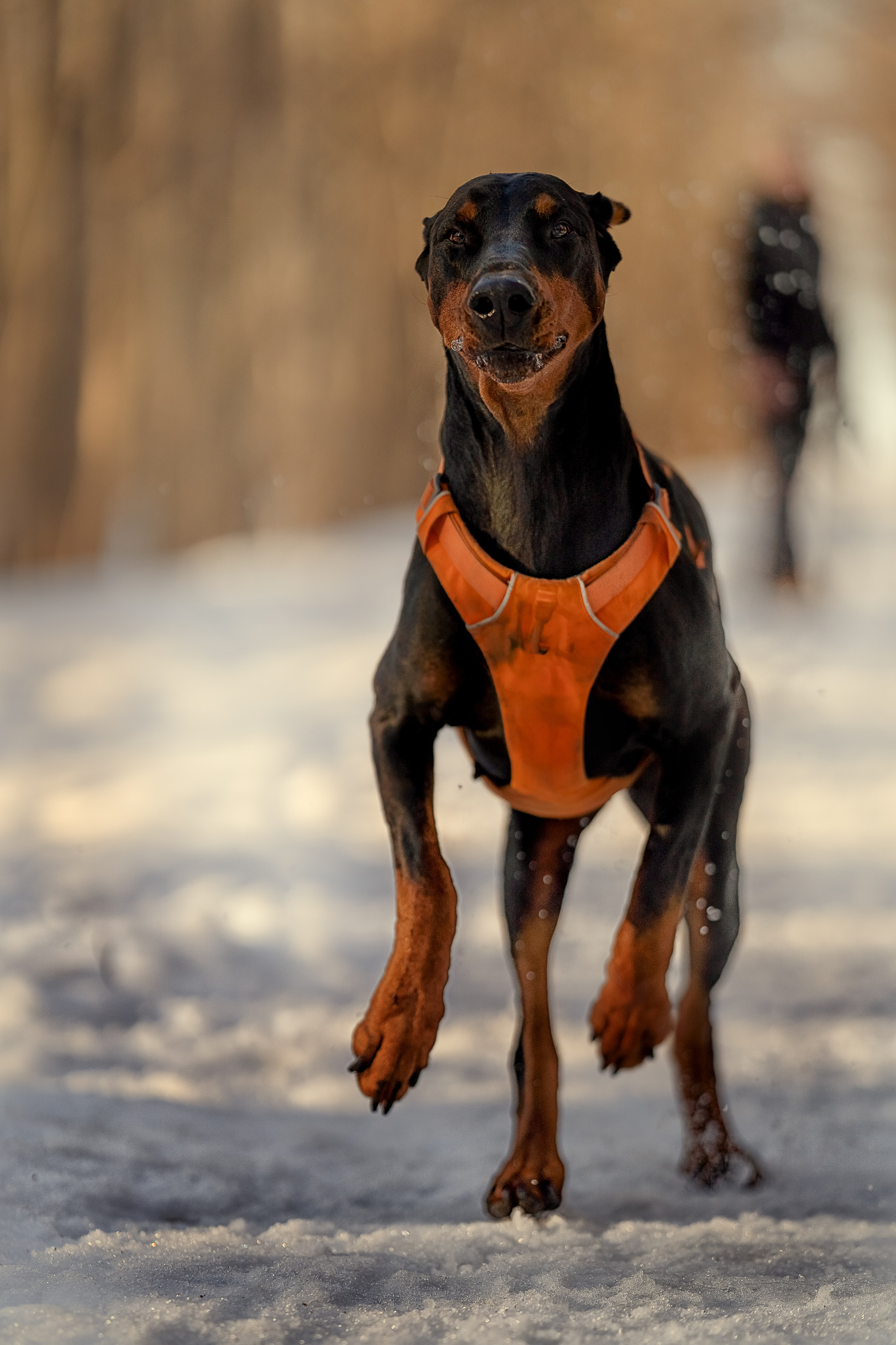 Лена, Миша, Яшма. Портретный и семейный фотограф в Санкт-Петербурге Татьяна Дубова