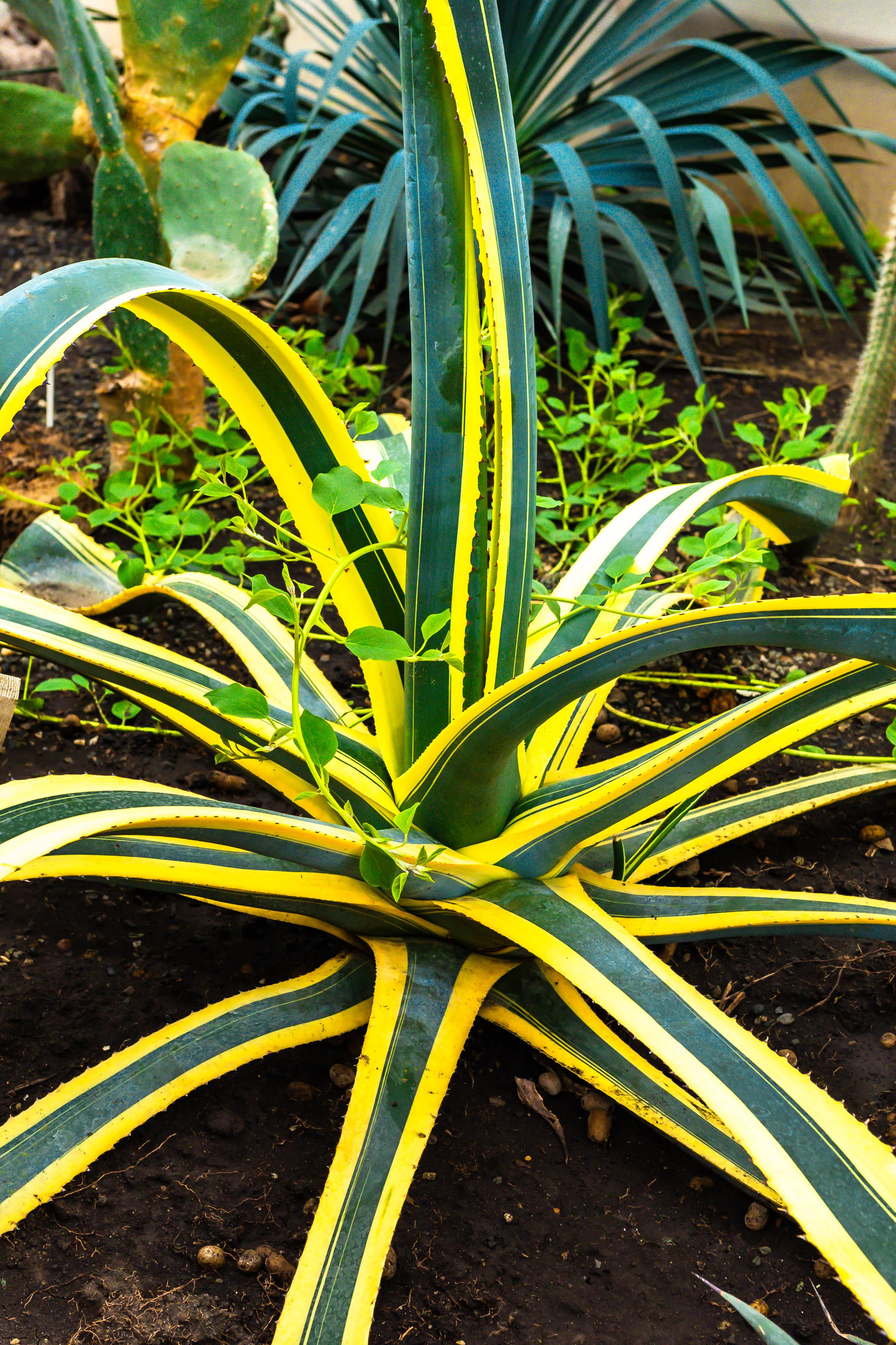 Фотографии природы Липецка. Свадебный и семейный фотограф Виолетта в Липецке