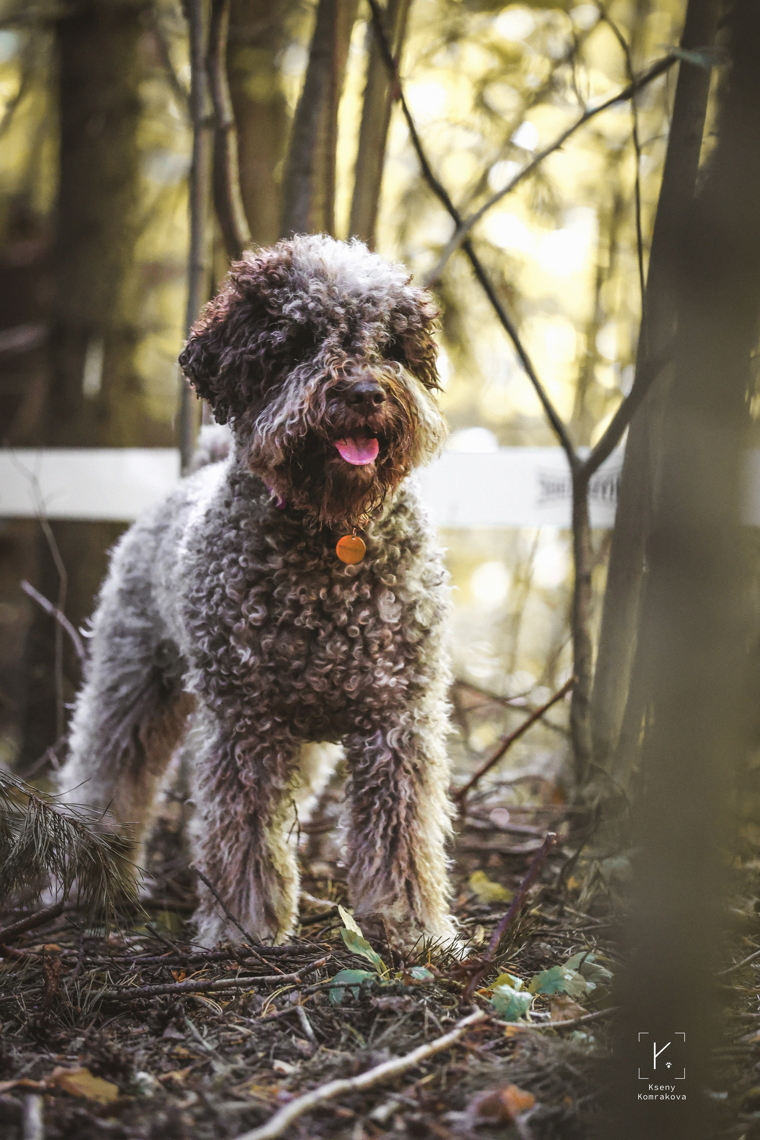 Анималистика. Репортаж. Индивидуальная съемка