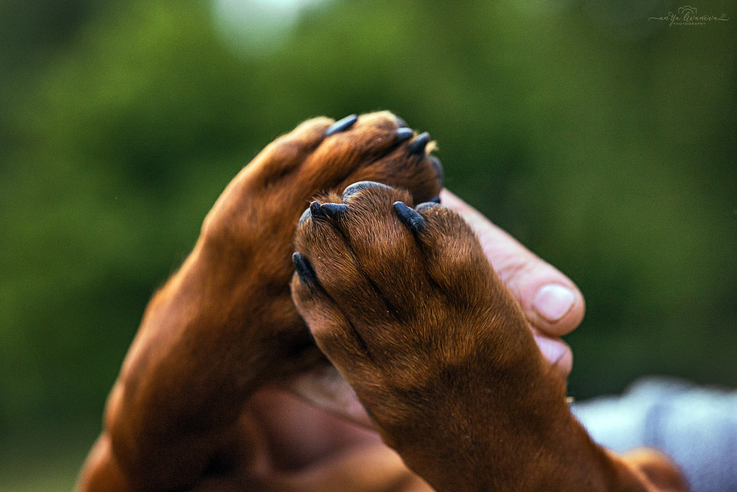 Баварчик. Фотограф анималист Аня Ливанова | Рыбинск