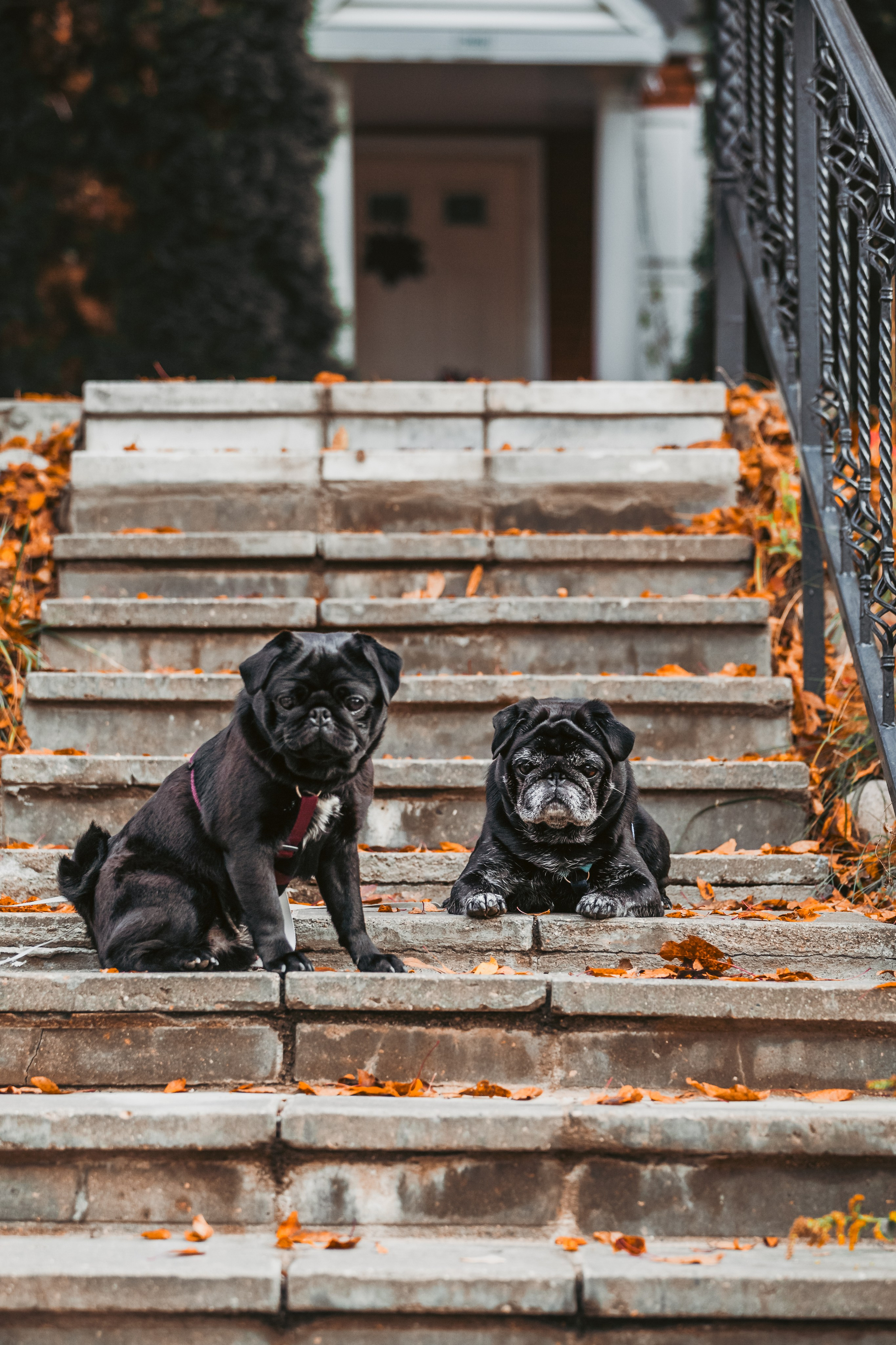 Оля, Харви, Луис. Фотограф-анималист Татьяна Степанова