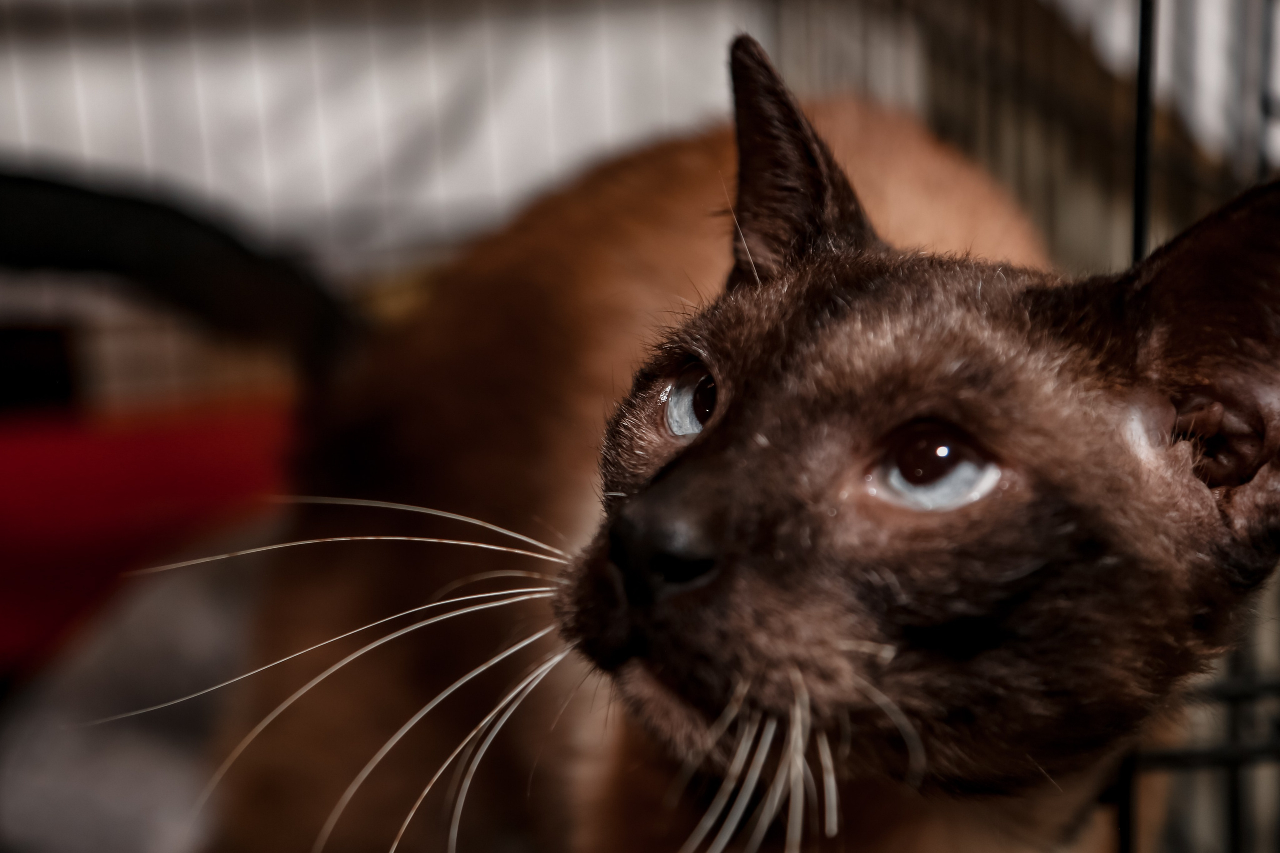 Приют Кошкин Дом Филимоша. Ваш фотограф в Оренбурге Рощупкина Екатерина