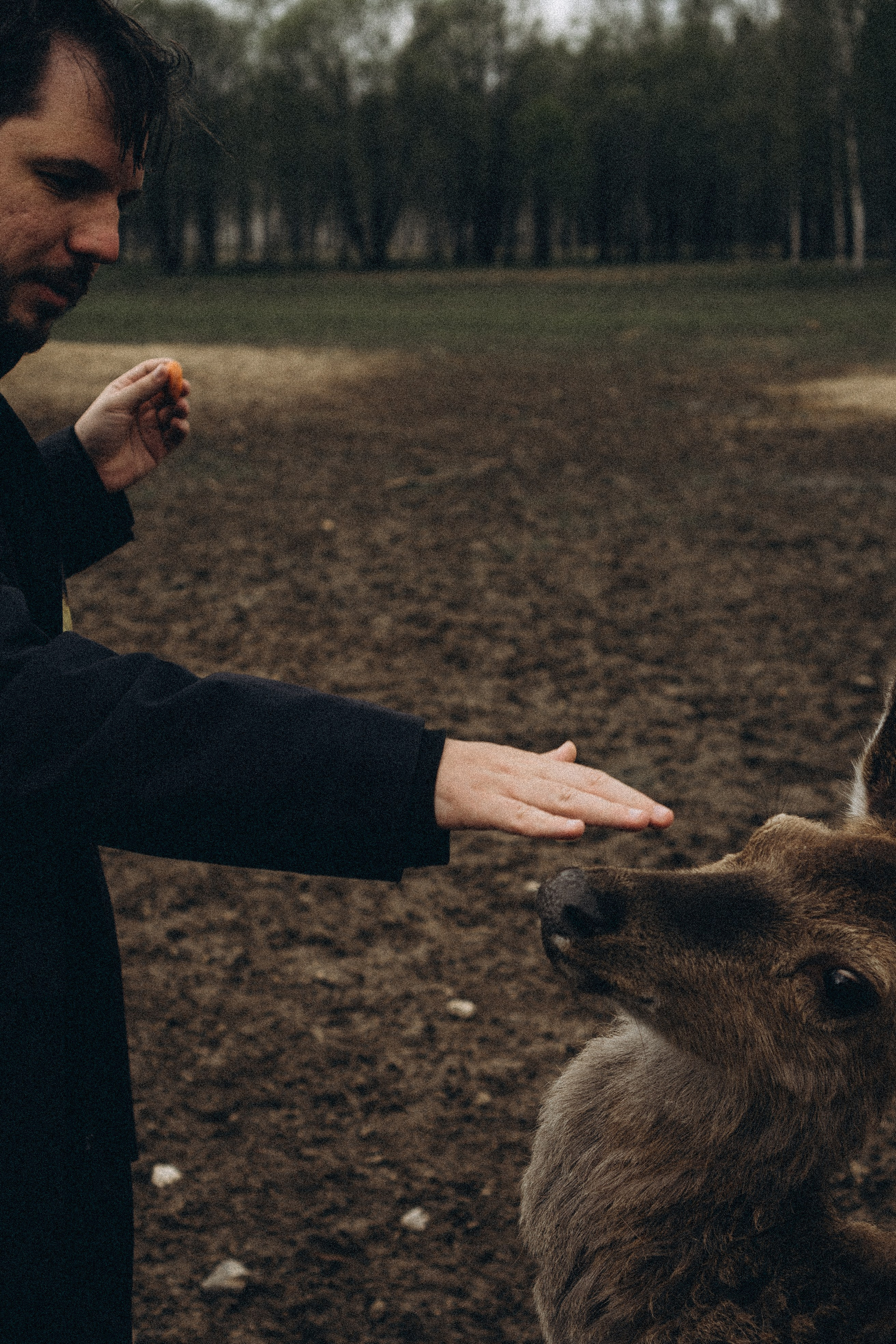 ОЛЕНЬЯ ФЕРМА В ТВЕРИ. Профессиональный фотограф, Санкт-Петербург — Виктория Богомолова