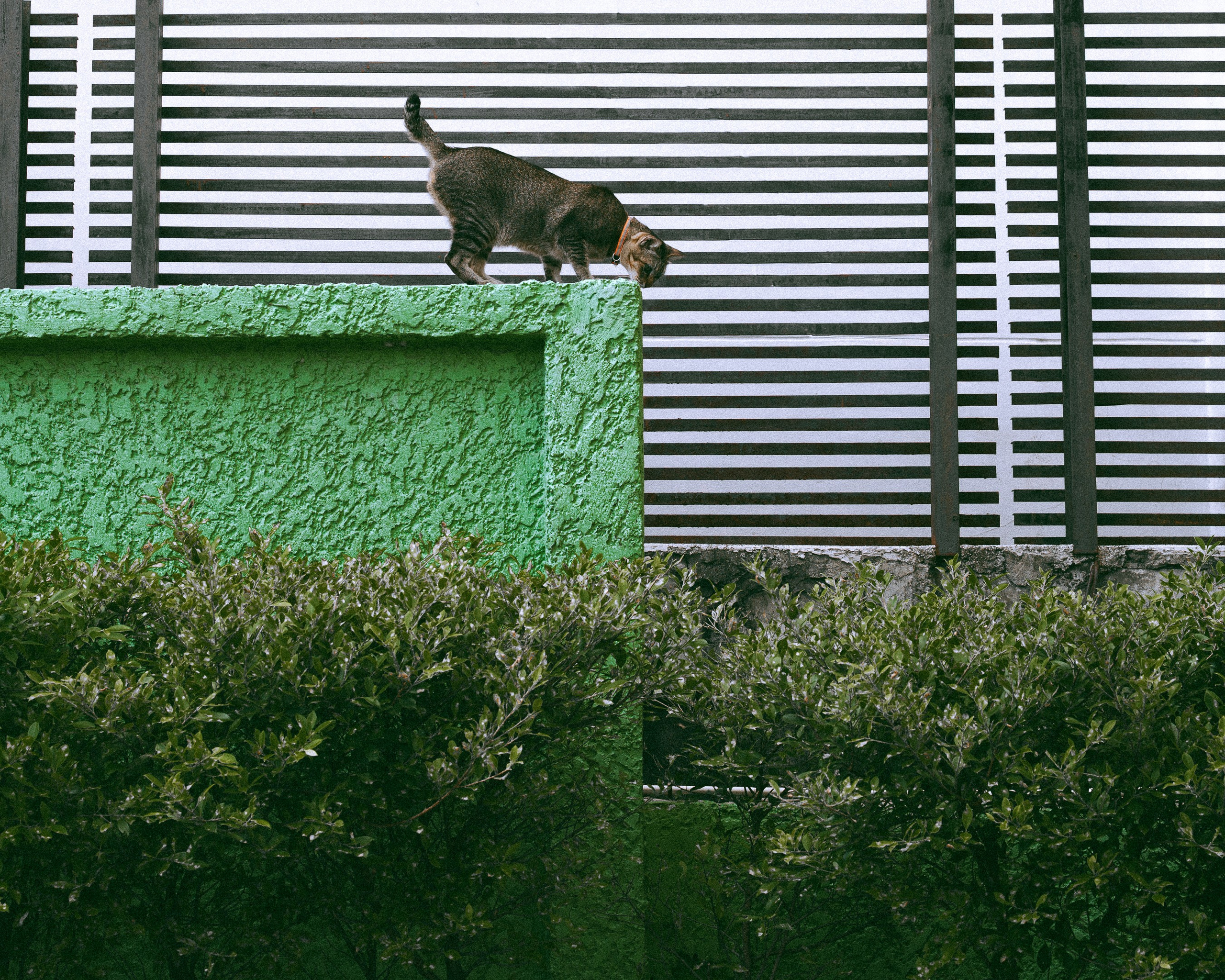 Cats in Bangkok. Photographer in Moscow and Samara Anna Chistiakova
