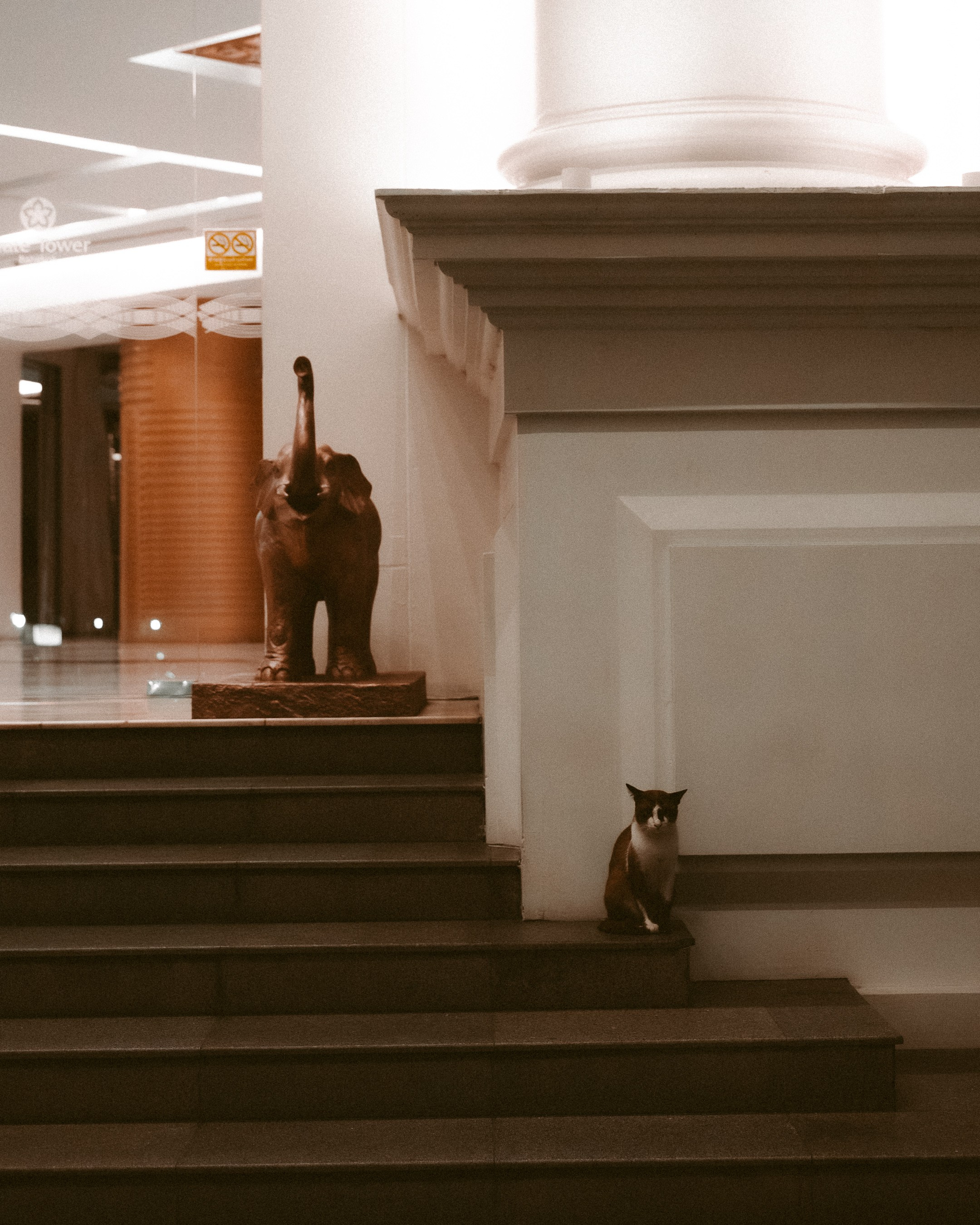 Cats in Bangkok. Photographer in Moscow and Samara Anna Chistiakova