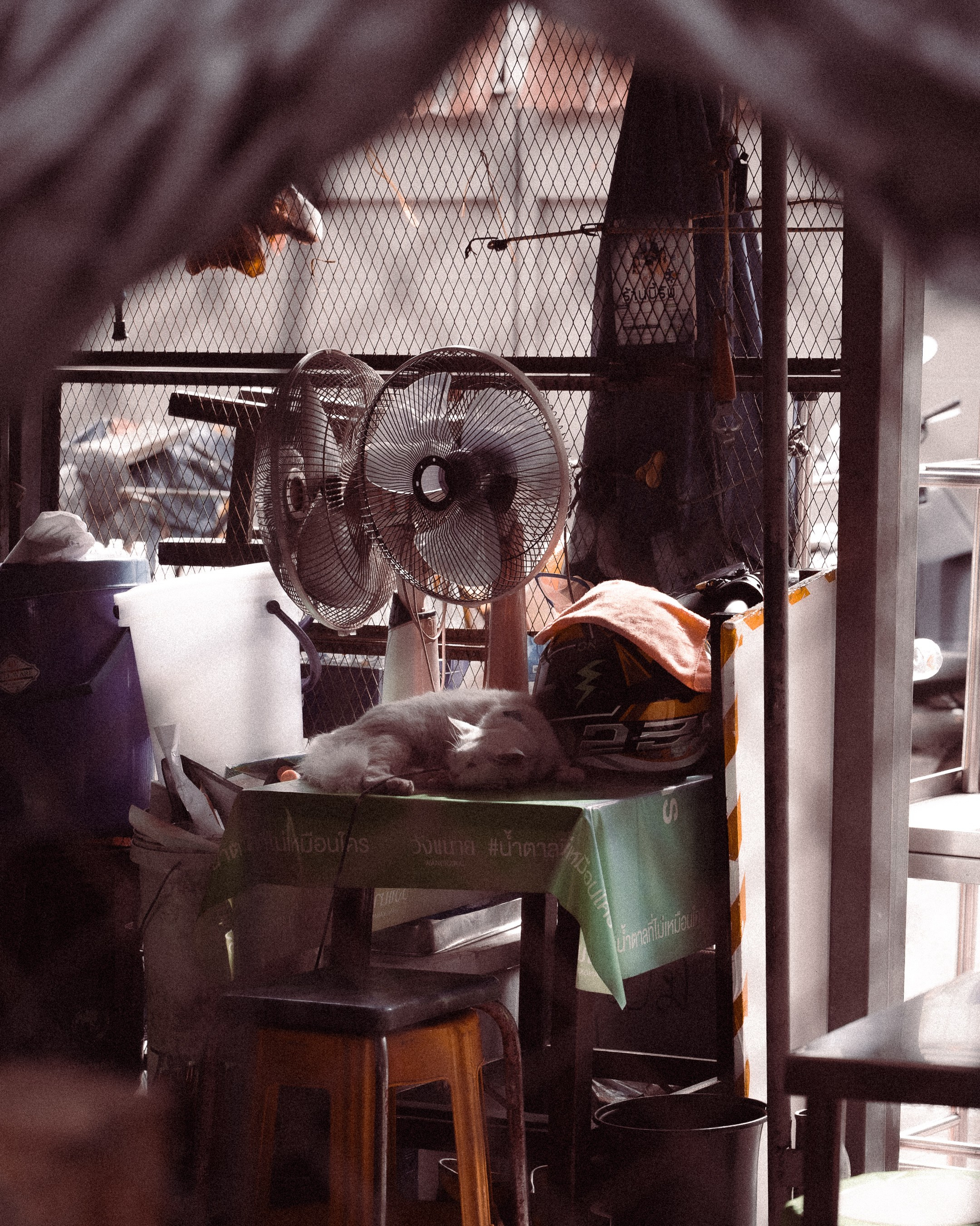 Cats in Bangkok. Photographer in Moscow and Samara Anna Chistiakova