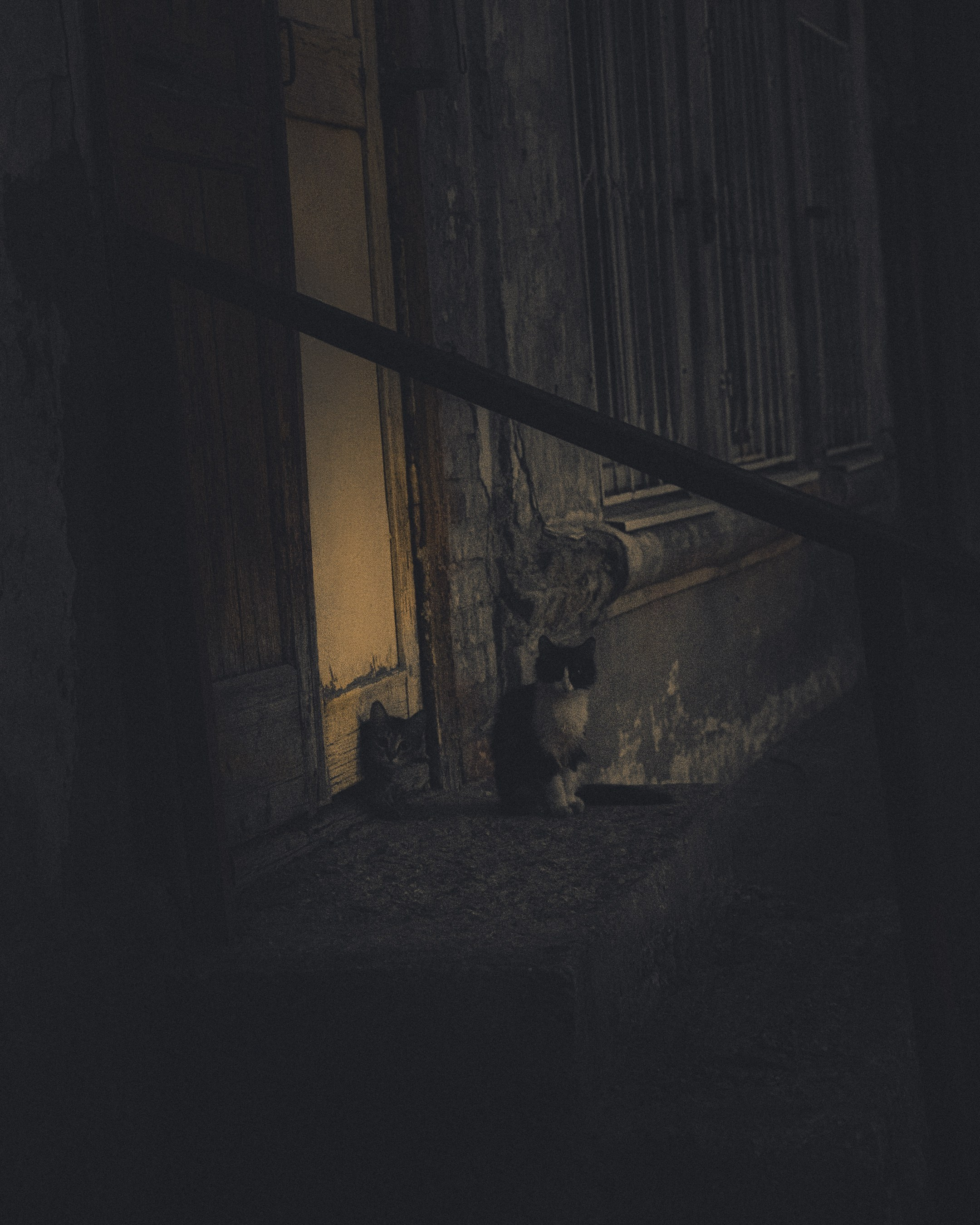 Cats in Samara. Photographer in Moscow and Samara Anna Chistiakova