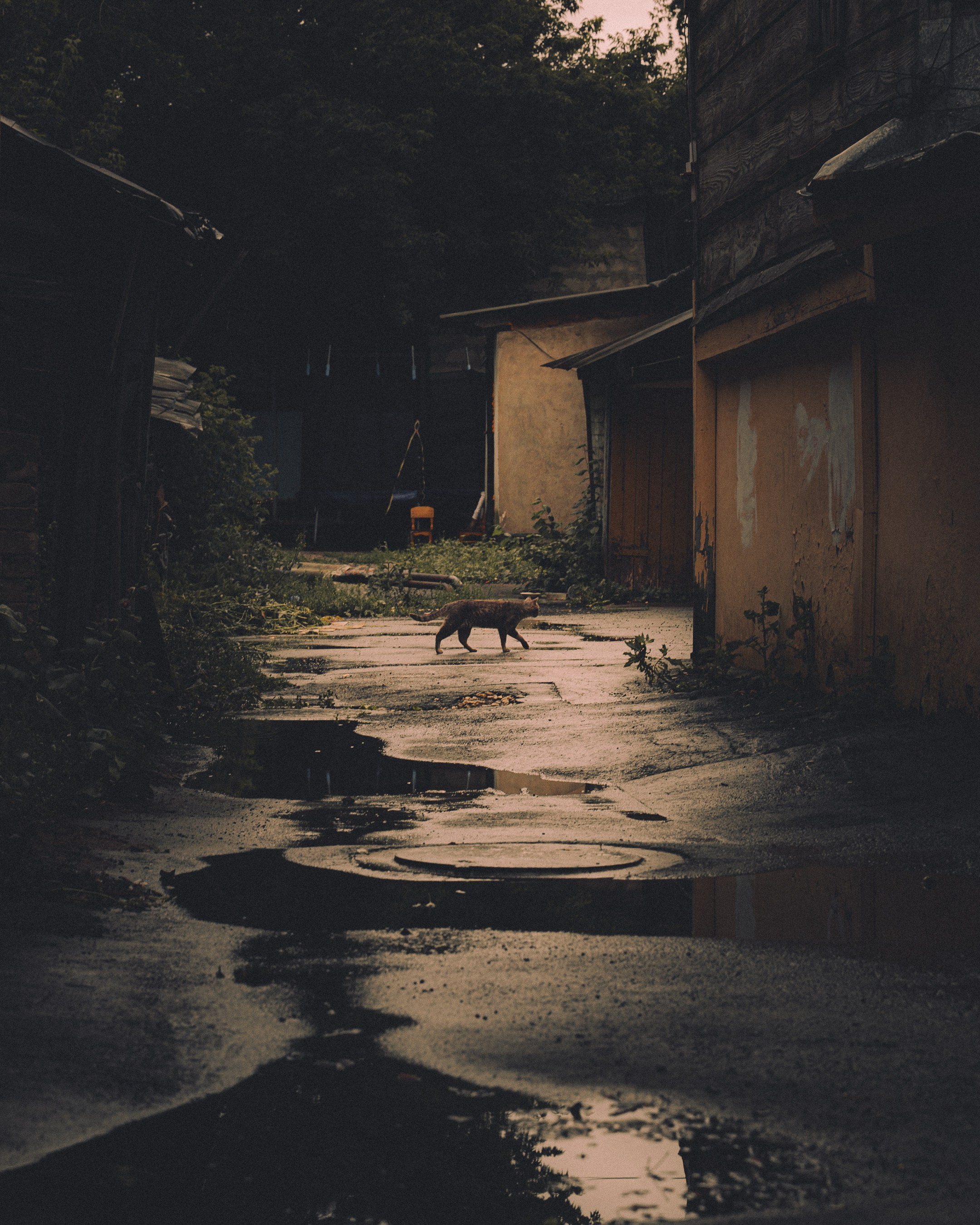 Cats in Samara. Photographer in Moscow and Samara Anna Chistiakova