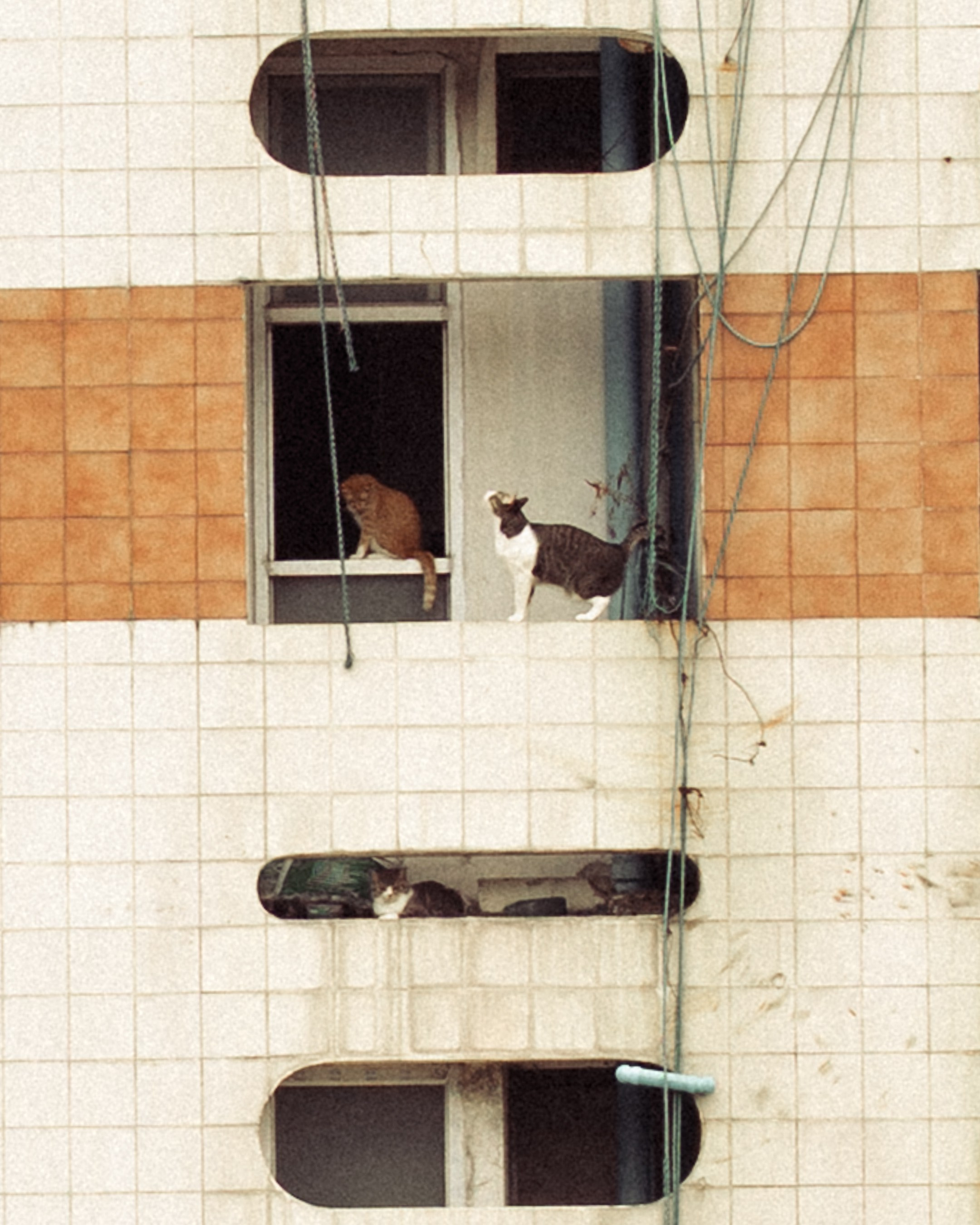 Cats in Bangkok. Photographer in Moscow and Samara Anna Chistiakova