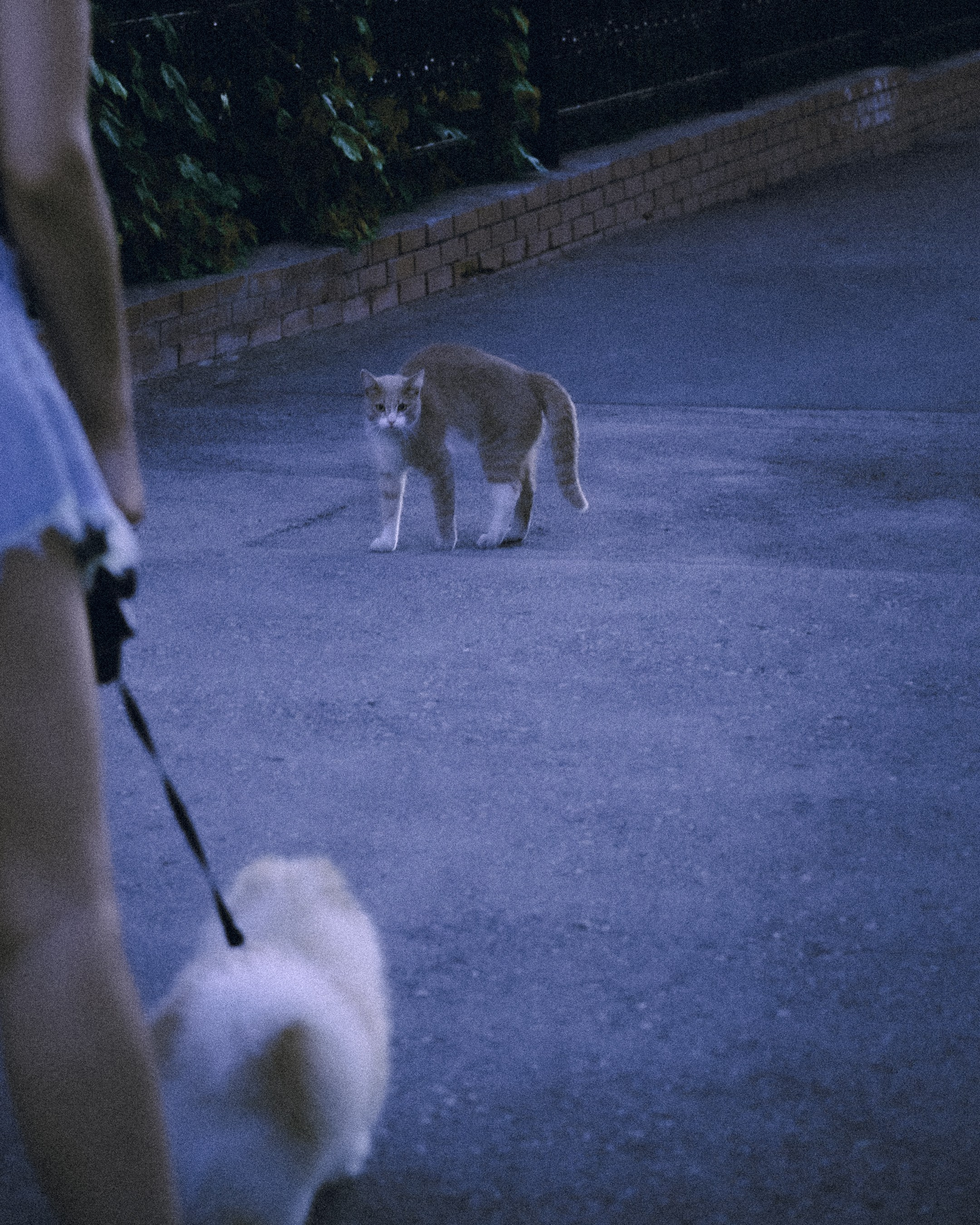 Cats in Samara. Photographer in Moscow and Samara Anna Chistiakova