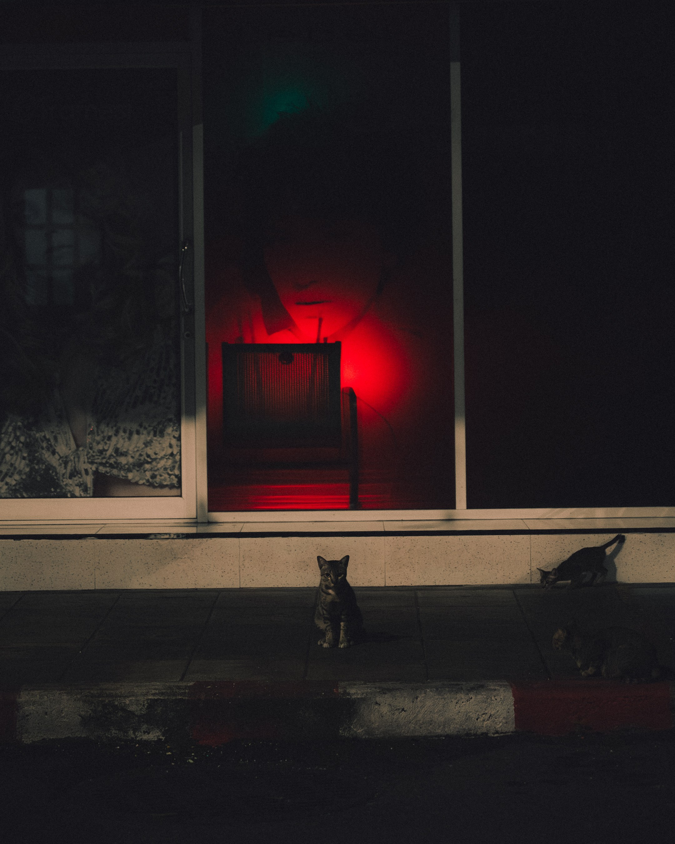 Cats in Bangkok. Photographer in Moscow and Samara Anna Chistiakova