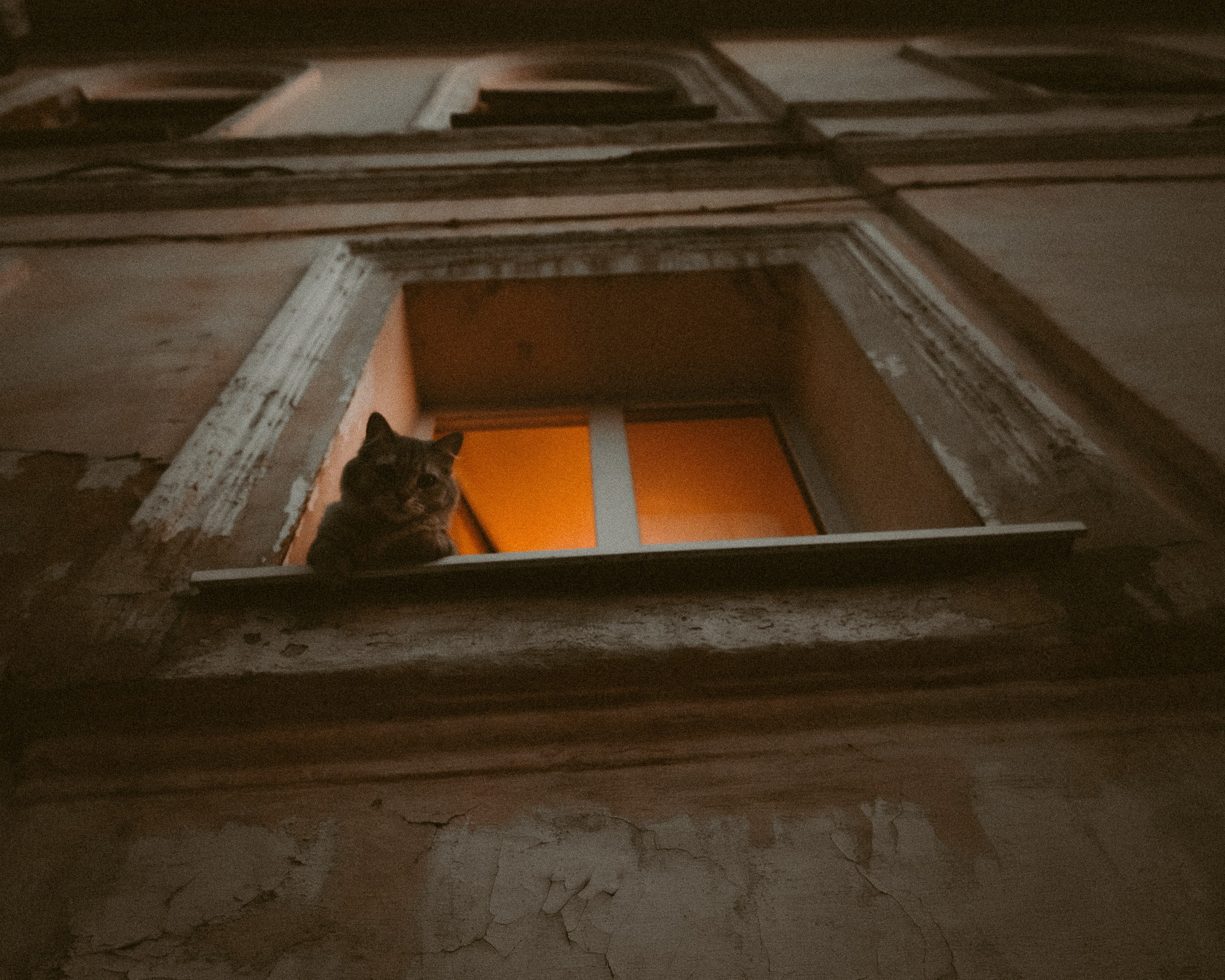 Cats in Samara. Photographer in Moscow and Samara Anna Chistiakova