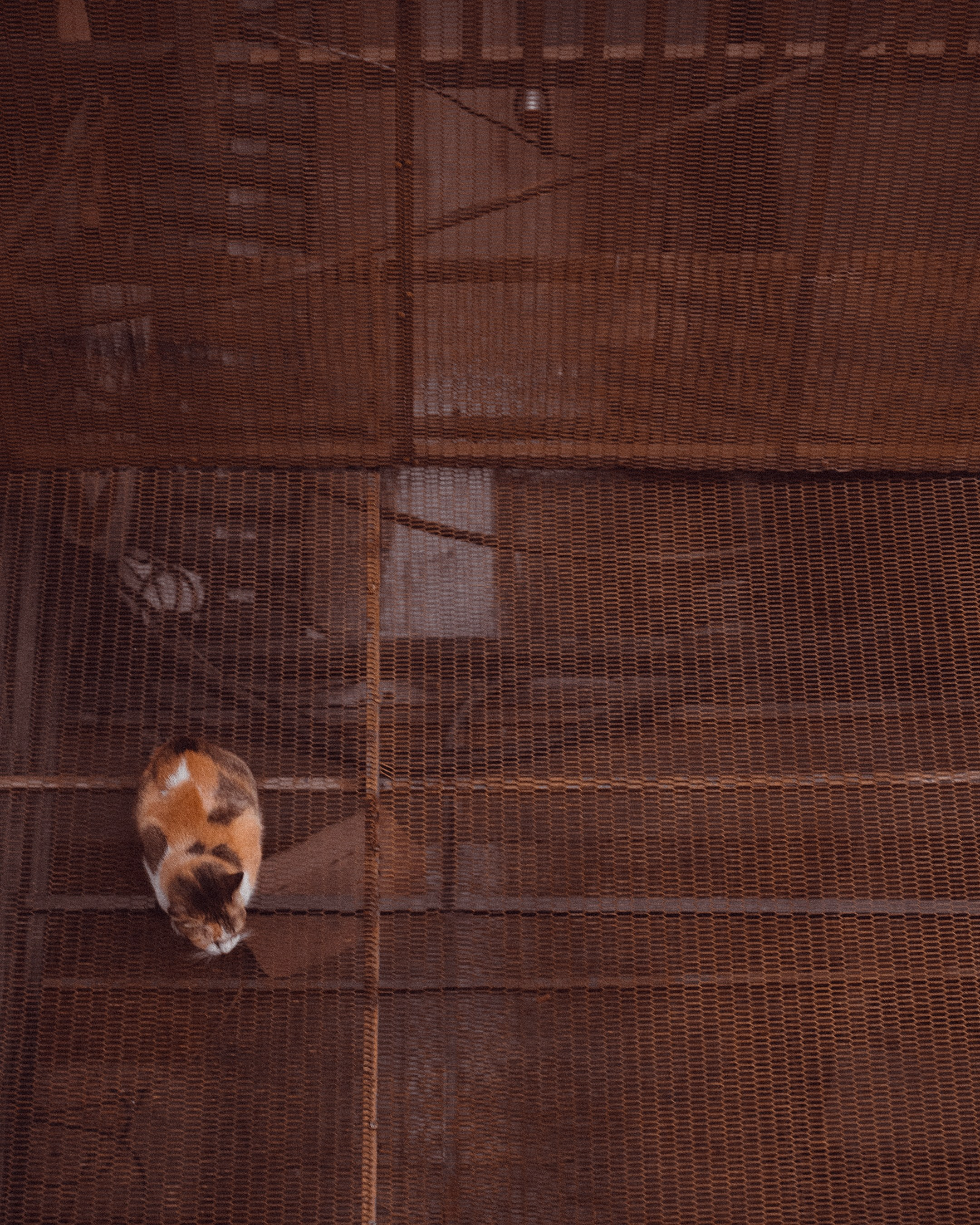 Cats in Bangkok. Photographer in Moscow and Samara Anna Chistiakova