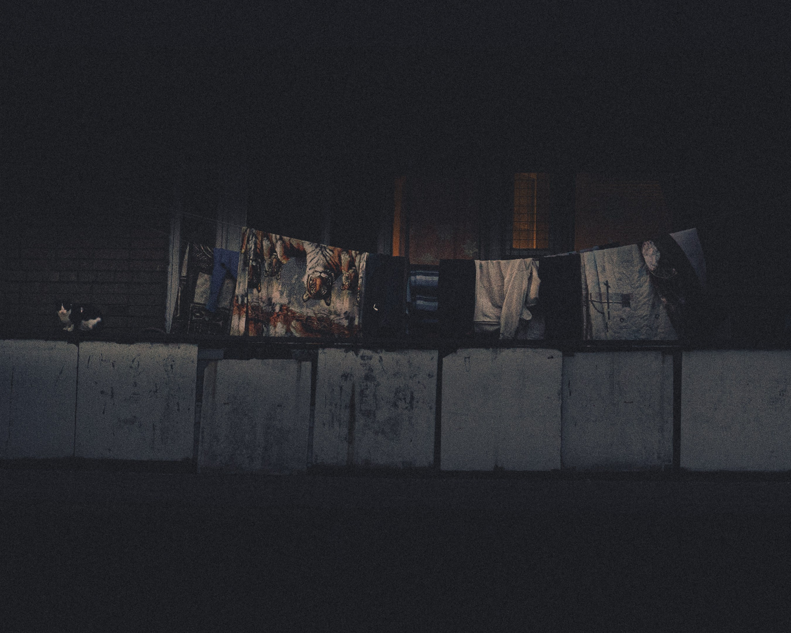 Cats in Samara. Photographer in Moscow and Samara Anna Chistiakova
