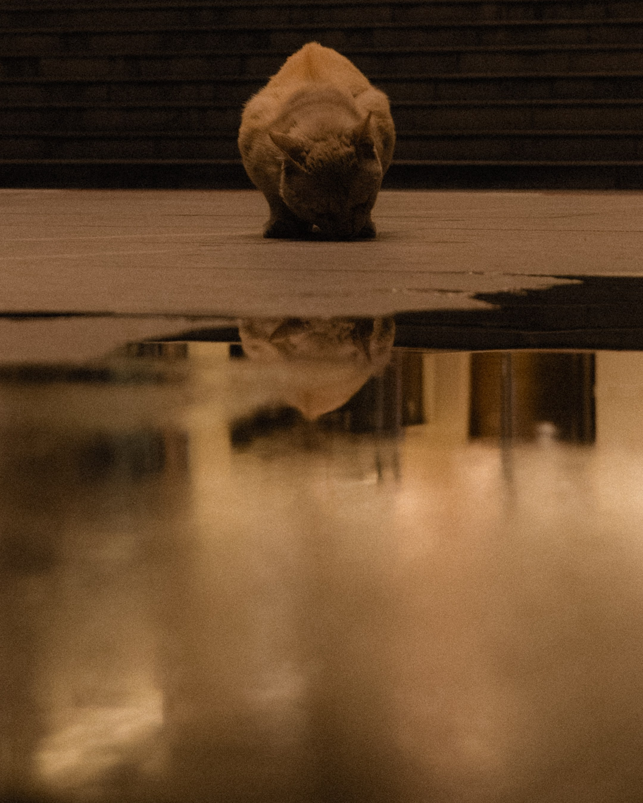 Cats in Bangkok. Photographer in Moscow and Samara Anna Chistiakova
