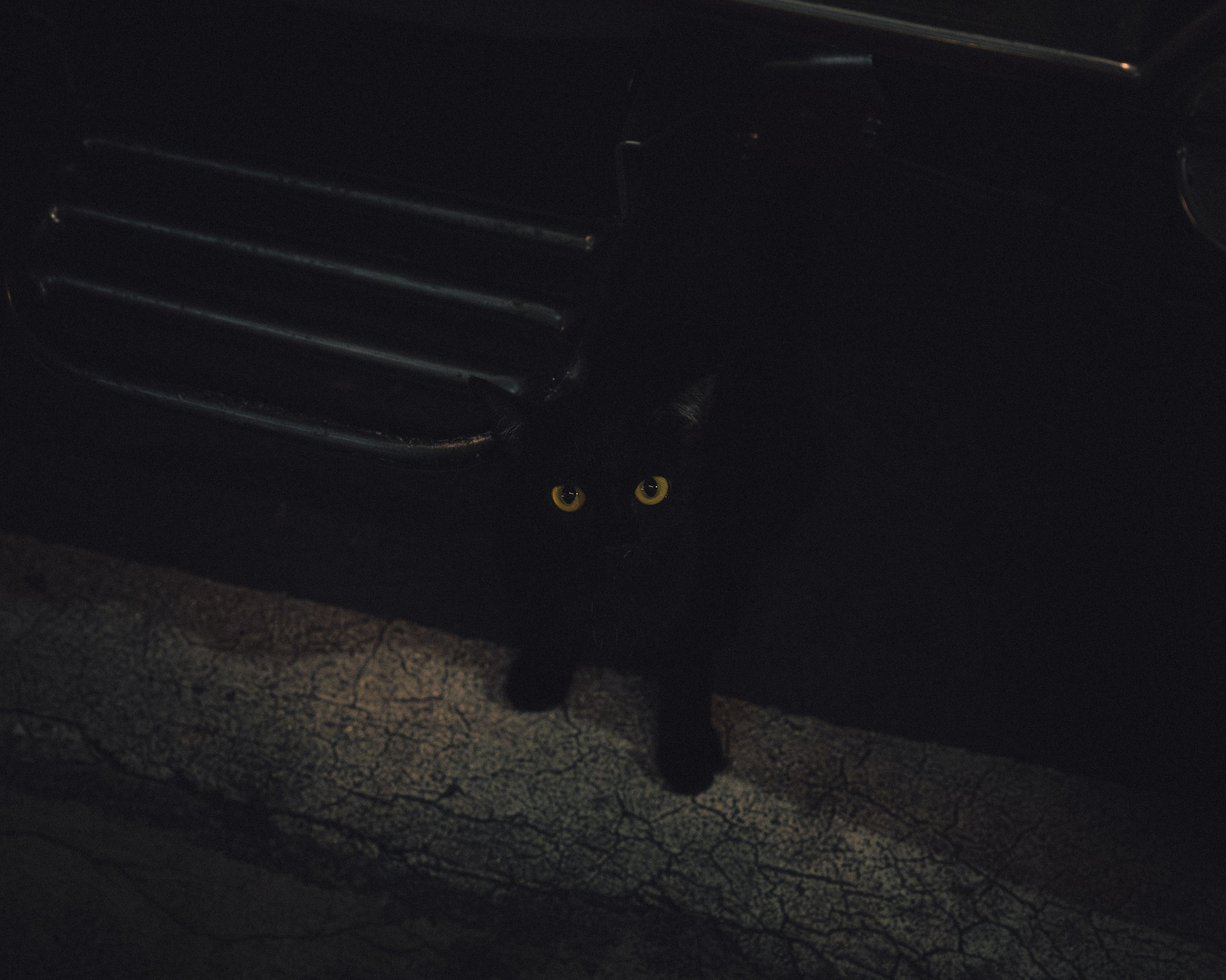 Cats in Bangkok. Photographer in Moscow and Samara Anna Chistiakova