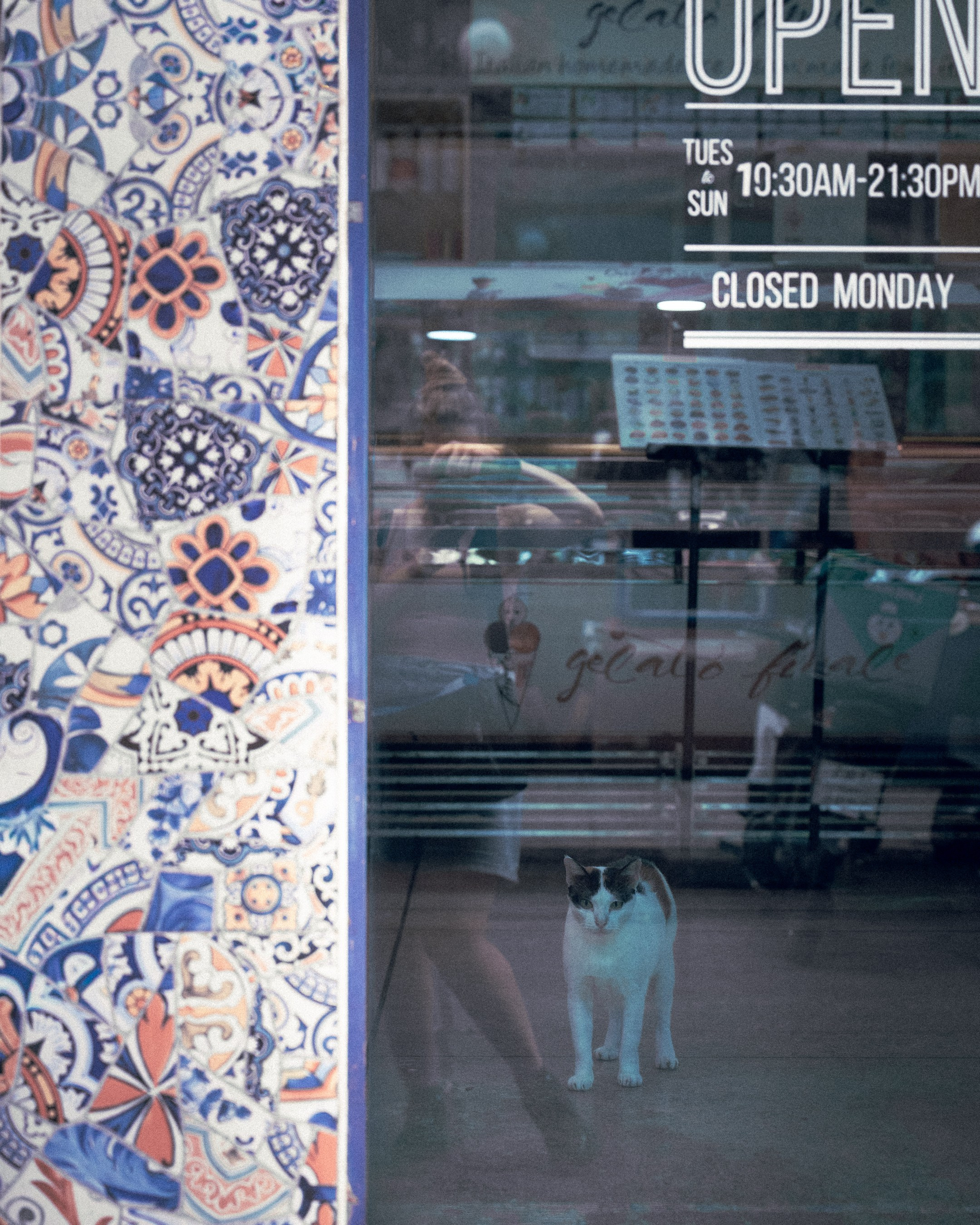 Cats in Bangkok. Photographer in Moscow and Samara Anna Chistiakova