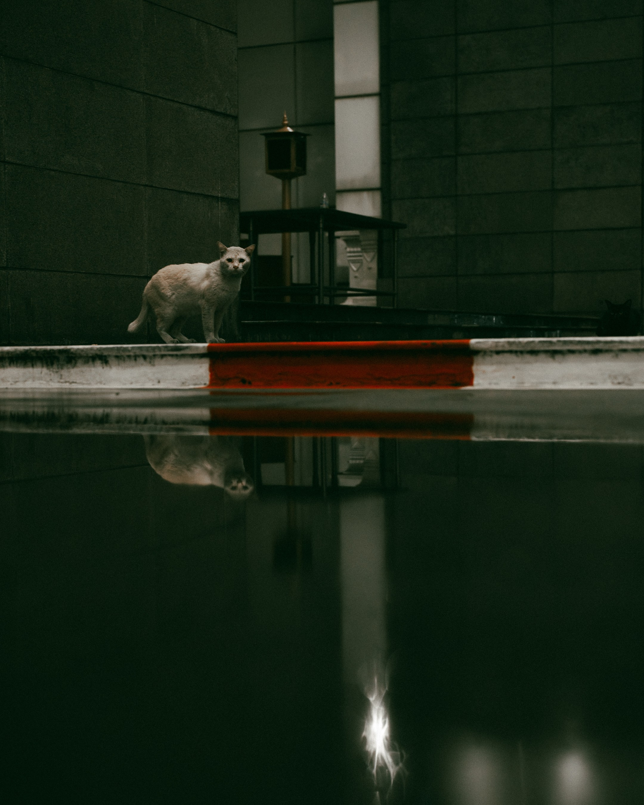 Cats in Bangkok. Photographer in Moscow and Samara Anna Chistiakova