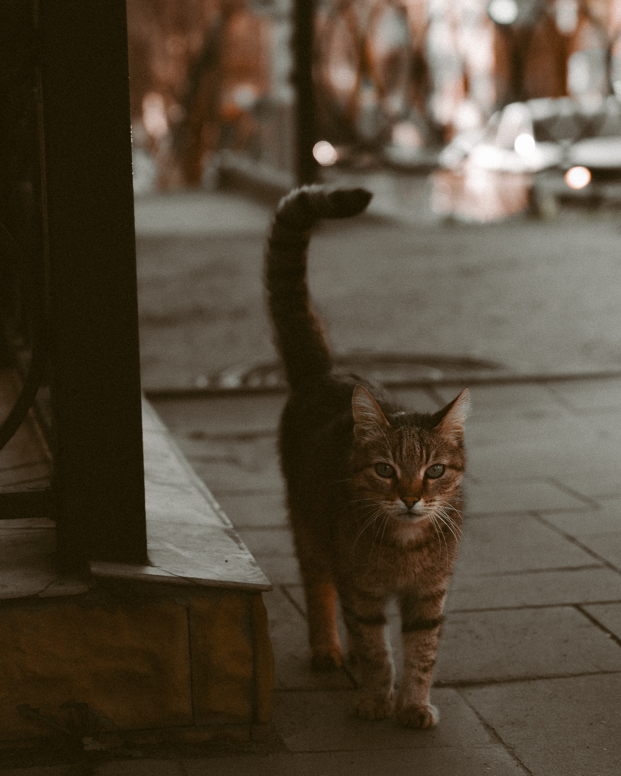 Cats in Samara. Photographer in Moscow and Samara Anna Chistiakova