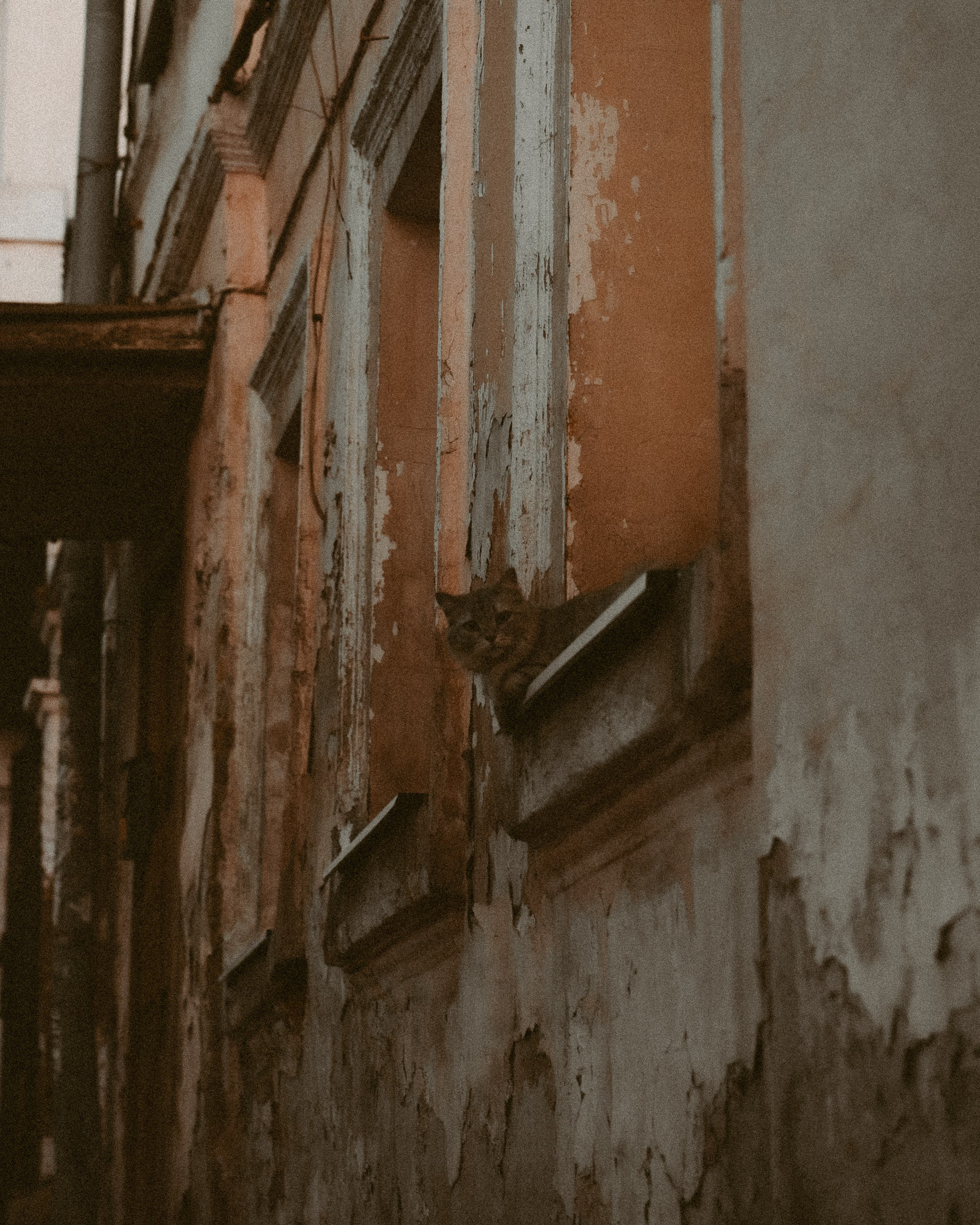 Cats in Samara. Photographer in Moscow and Samara Anna Chistiakova