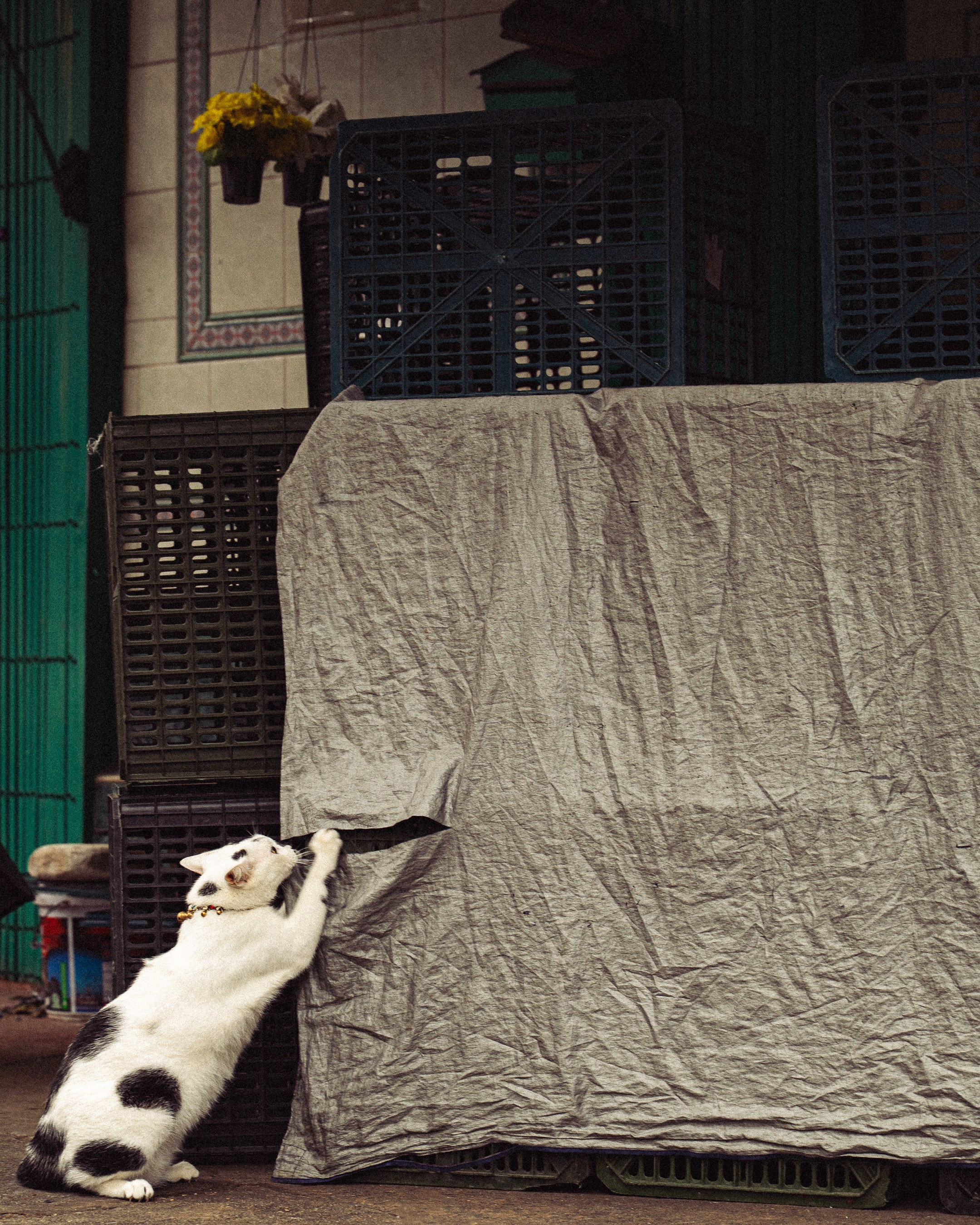 Cats in Bangkok. Photographer in Moscow and Samara Anna Chistiakova