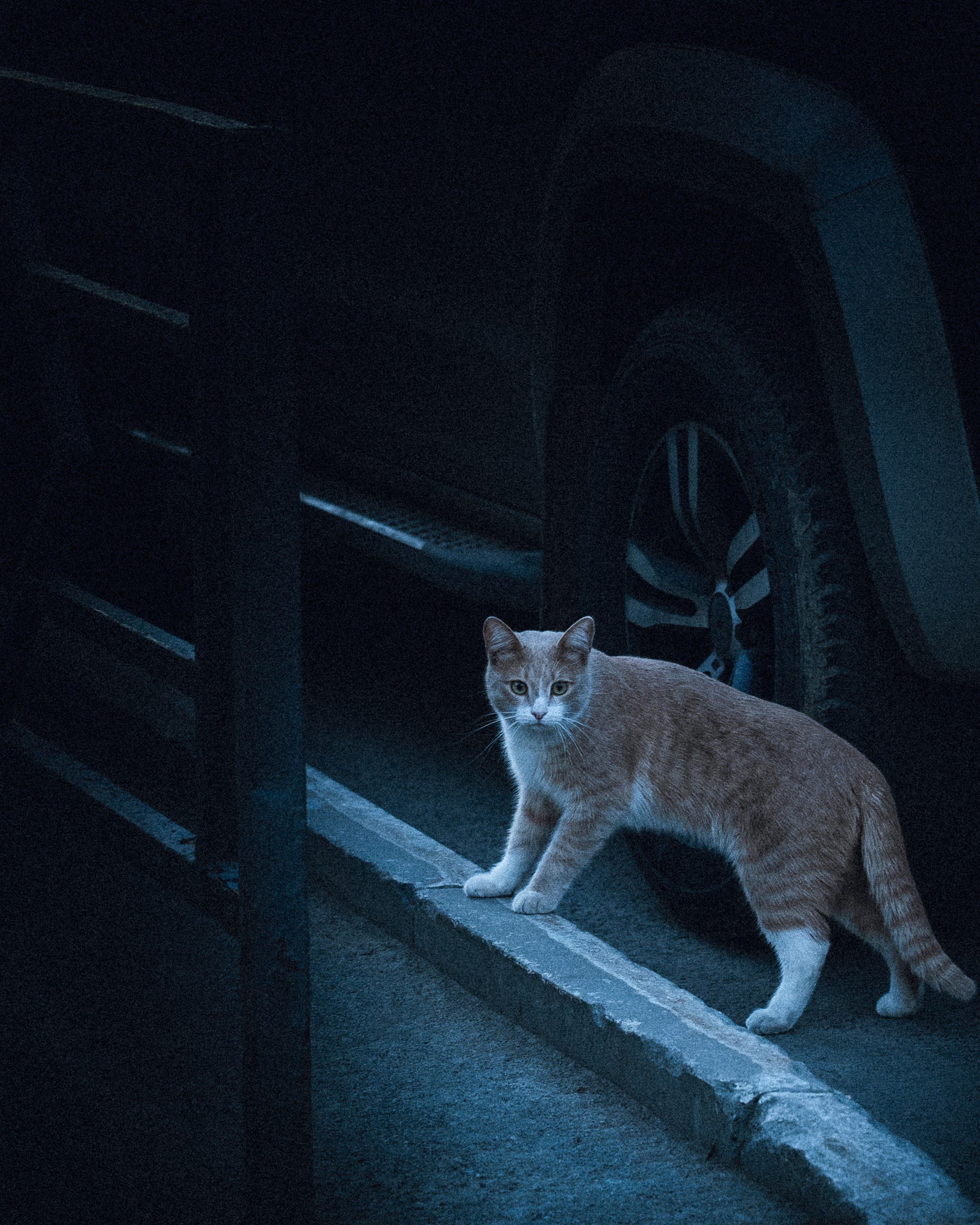 Cats in Samara. Photographer in Moscow and Samara Anna Chistiakova
