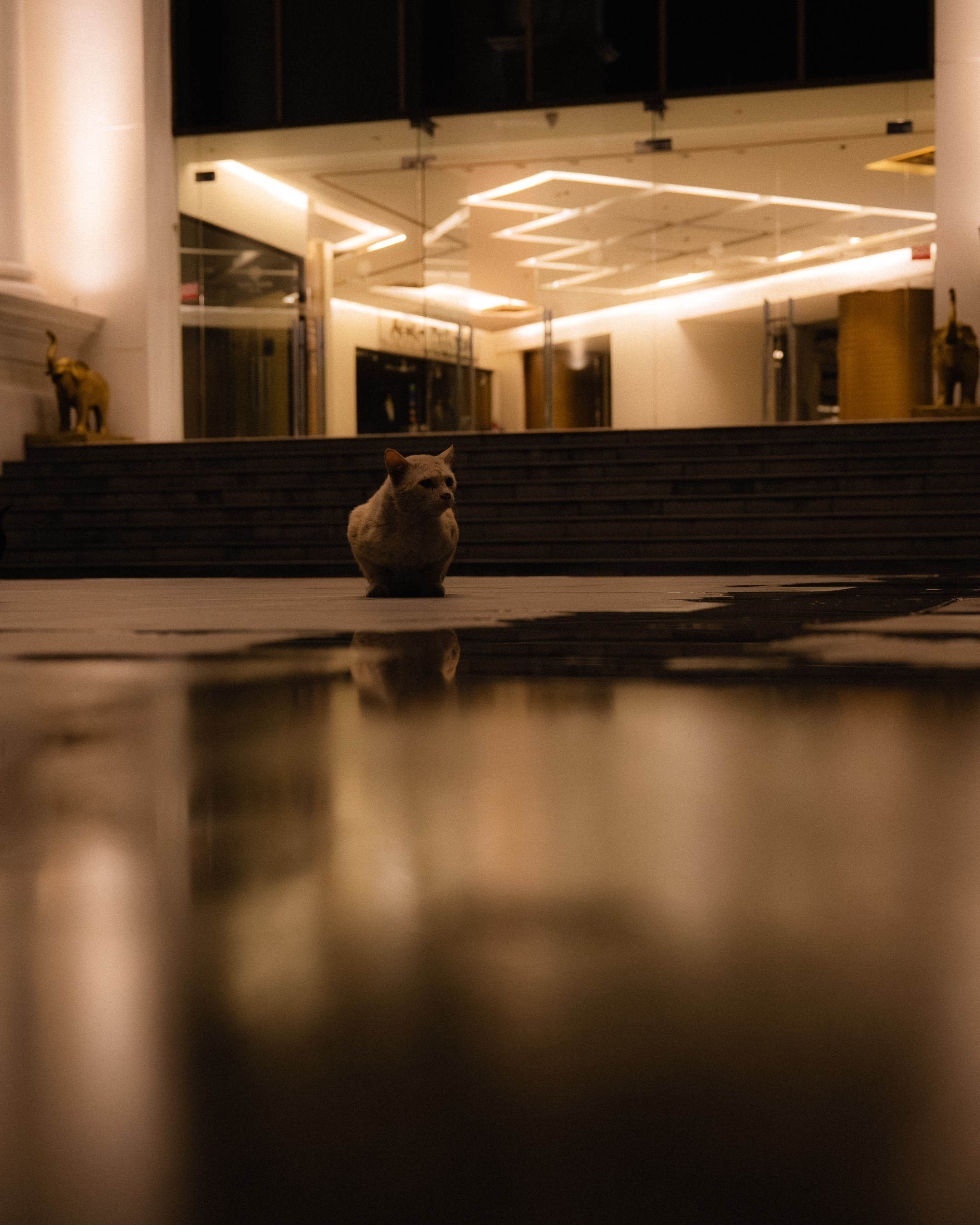 Cats in Bangkok. Photographer in Moscow and Samara Anna Chistiakova