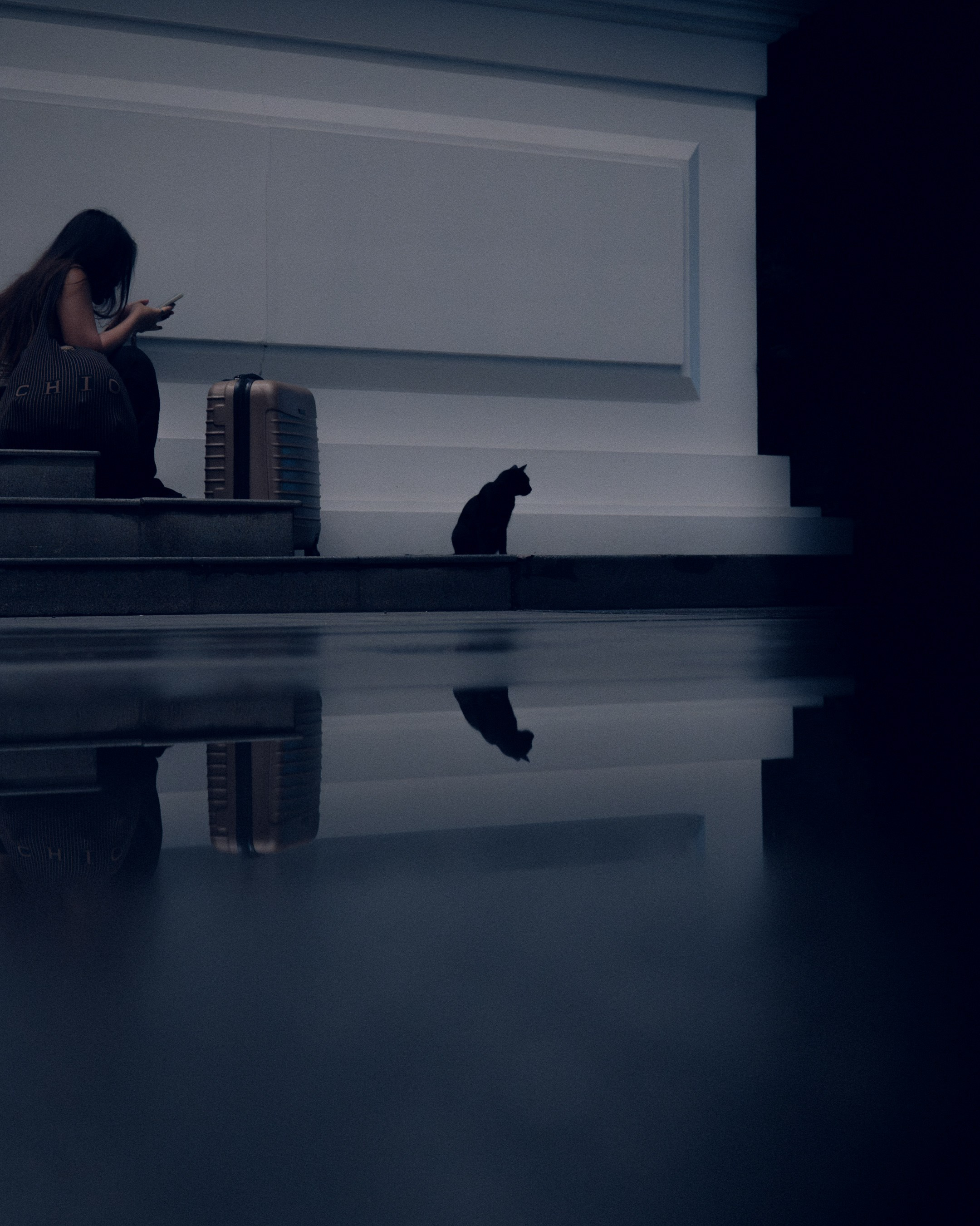Cats in Bangkok. Photographer in Moscow and Samara Anna Chistiakova