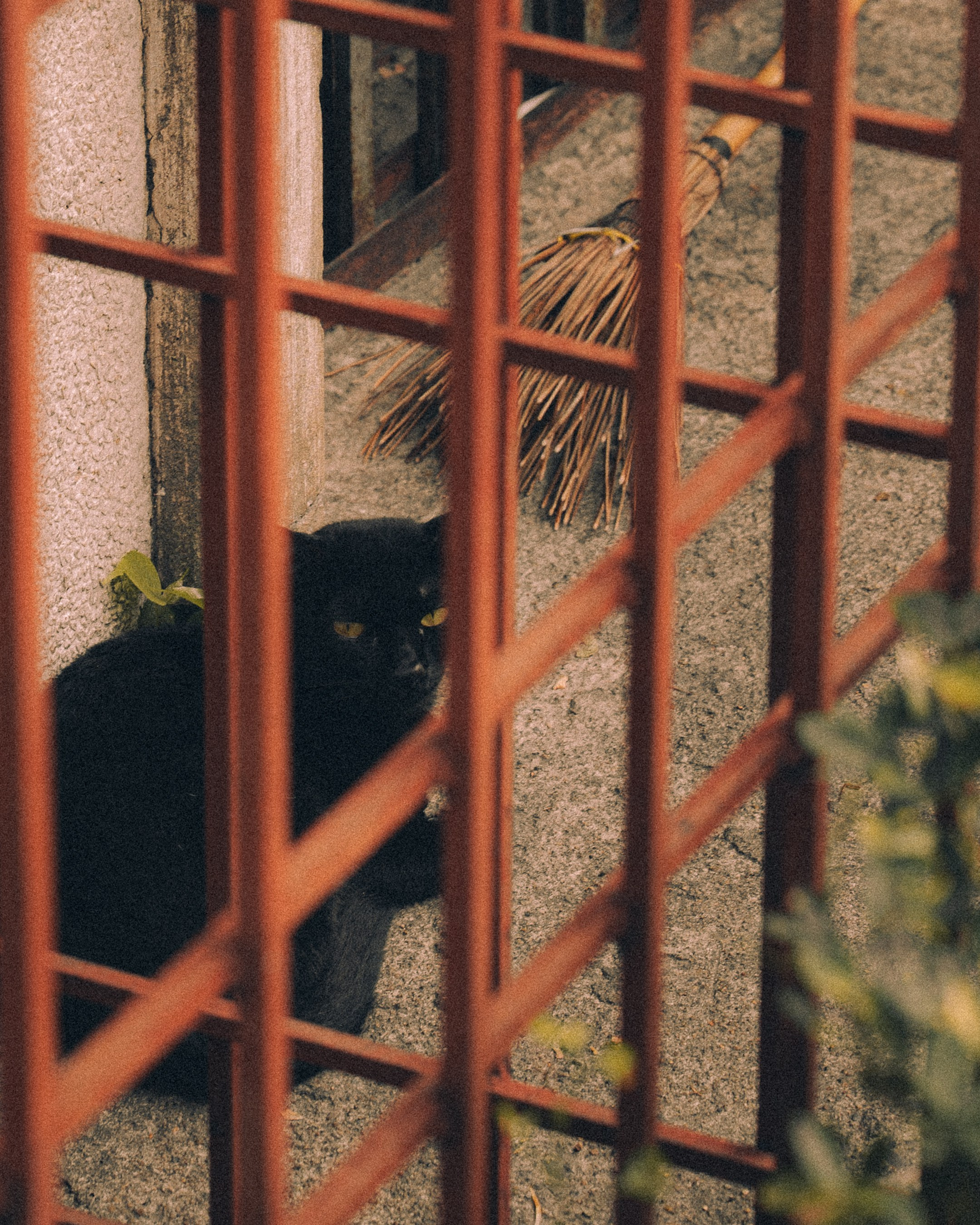 Cats in Bangkok. Photographer in Moscow and Samara Anna Chistiakova