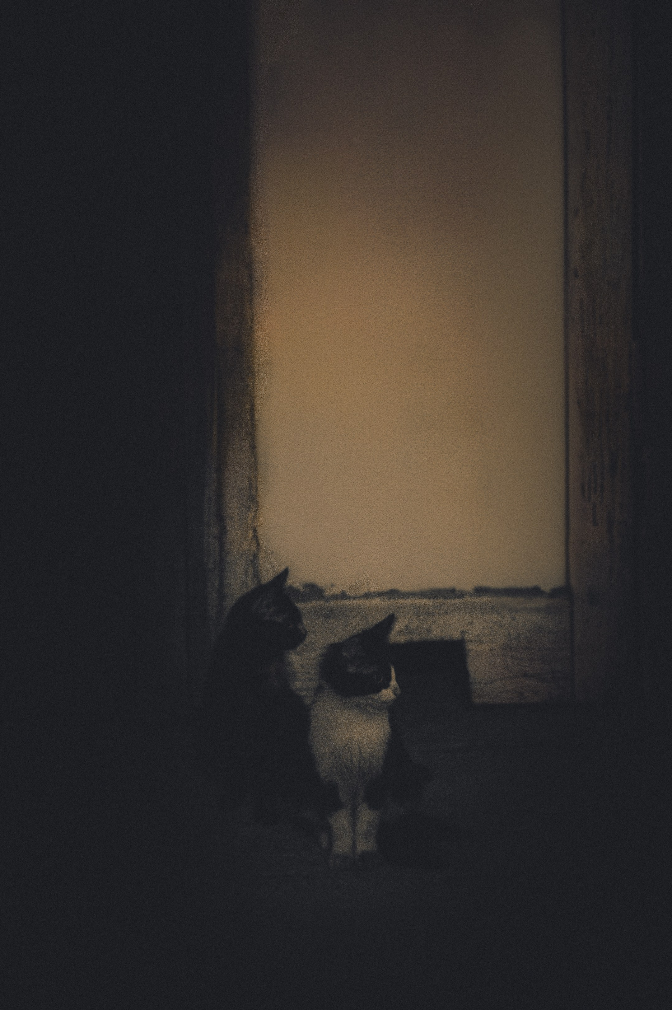 Cats in Samara. Photographer in Moscow and Samara Anna Chistiakova