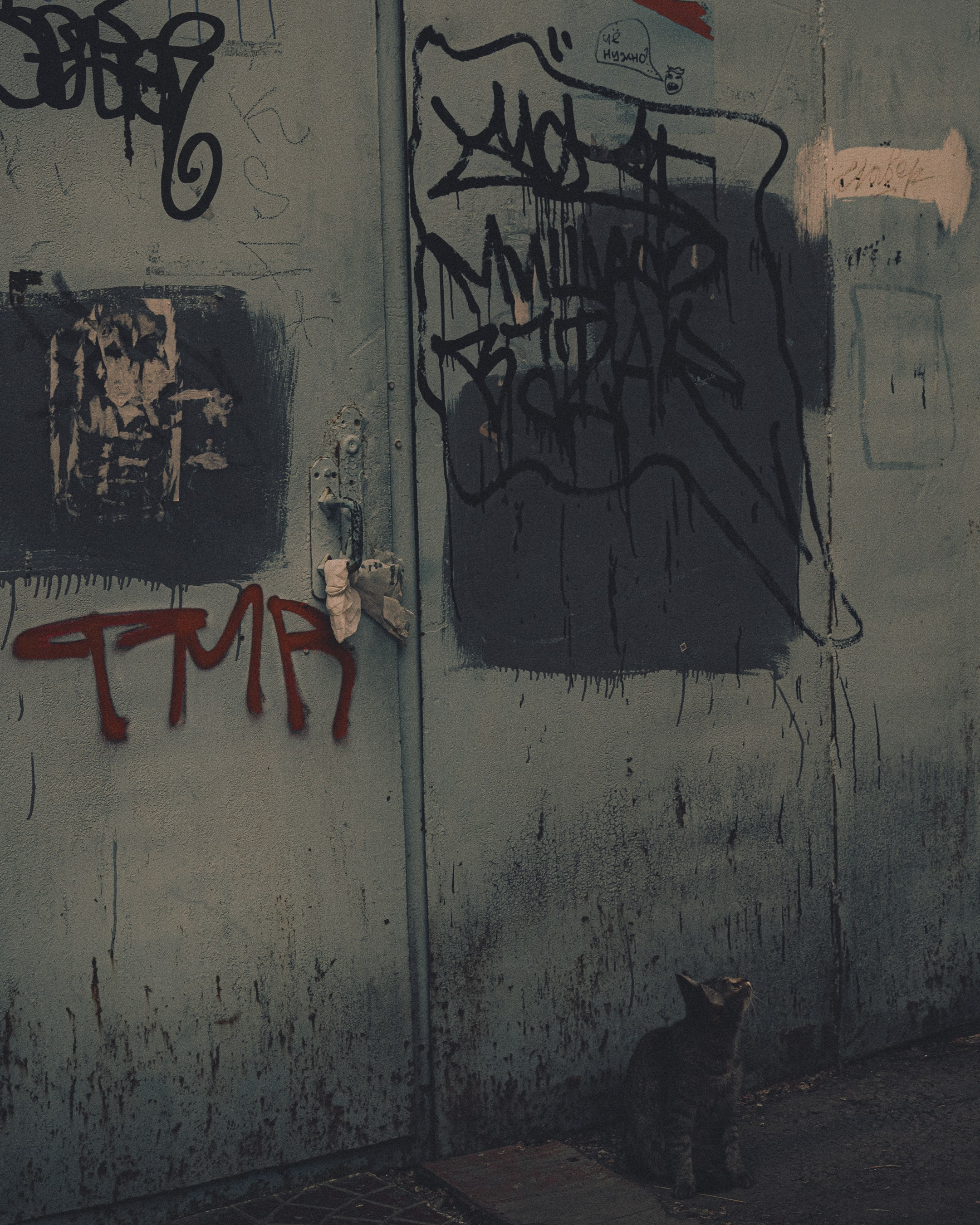 Cats in Samara. Photographer in Moscow and Samara Anna Chistiakova