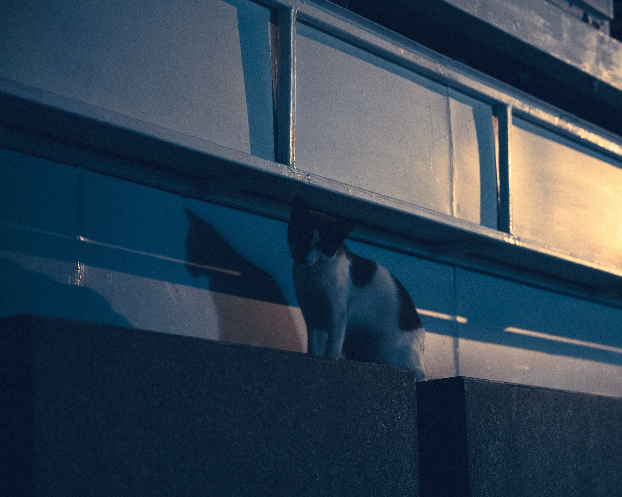 Cats in Bangkok. Photographer in Moscow and Samara Anna Chistiakova