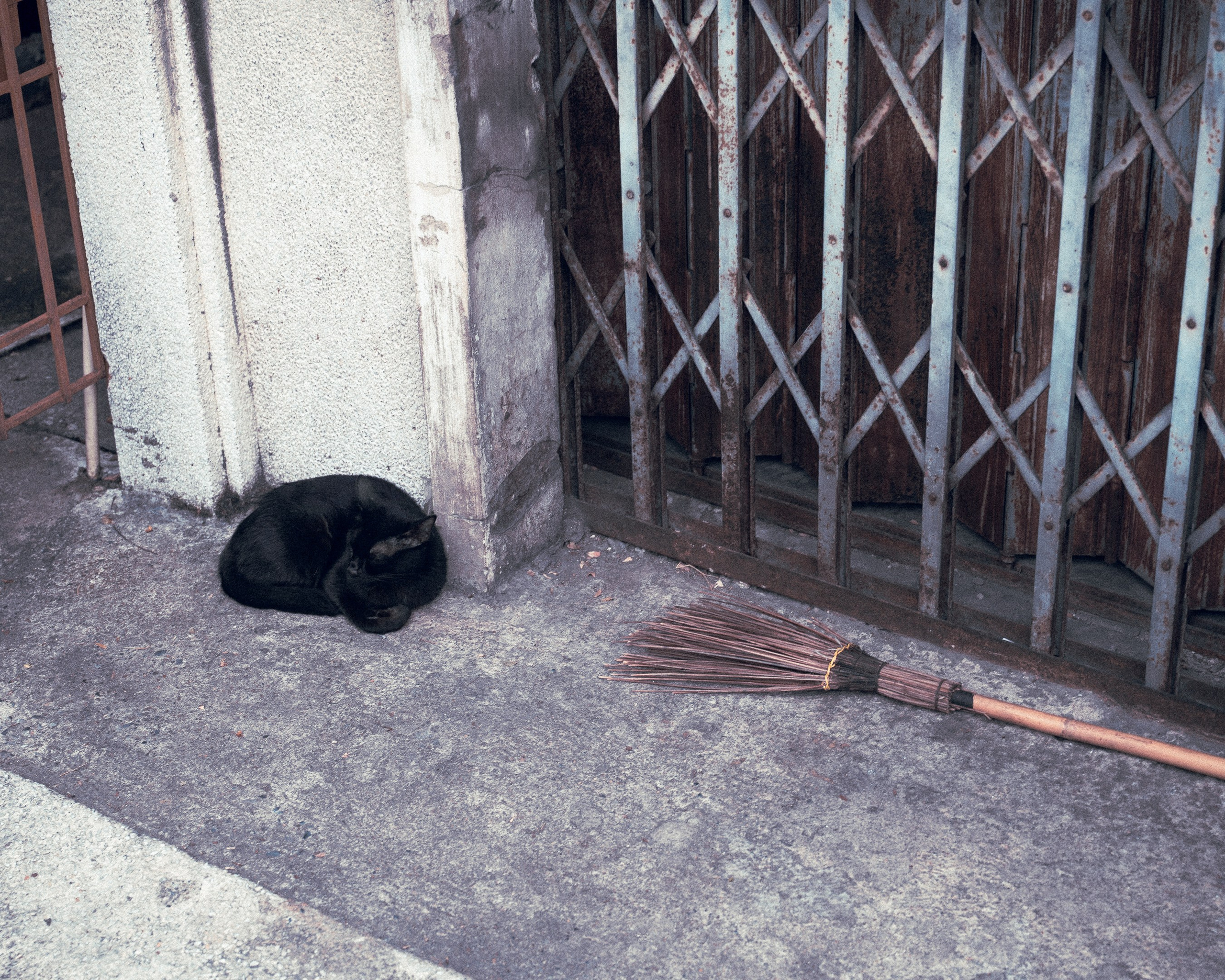 Cats in Bangkok. Photographer in Moscow and Samara Anna Chistiakova